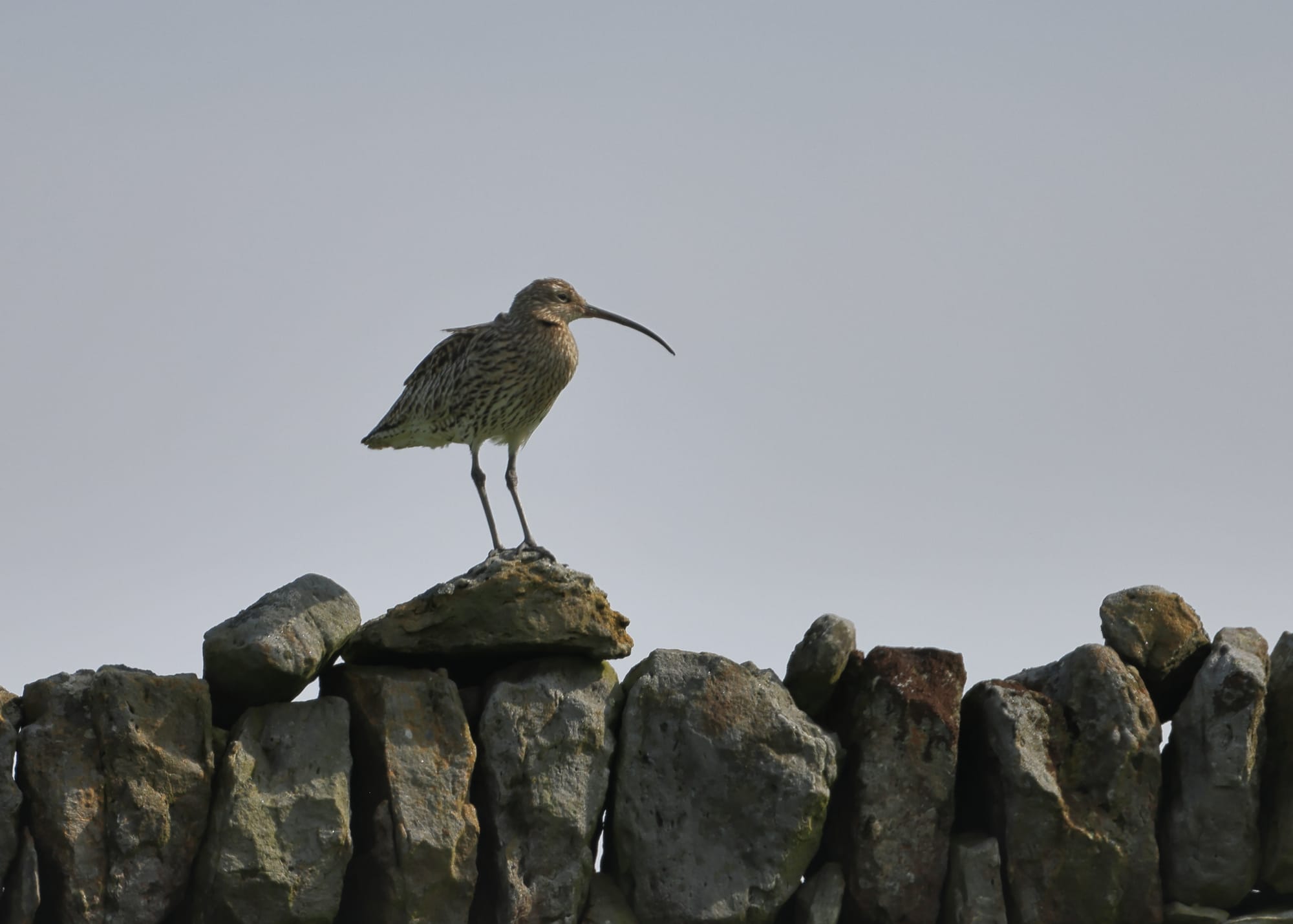 Curlew