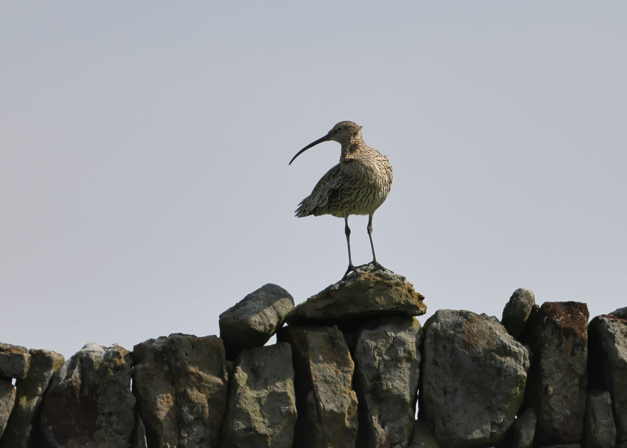 Curlew