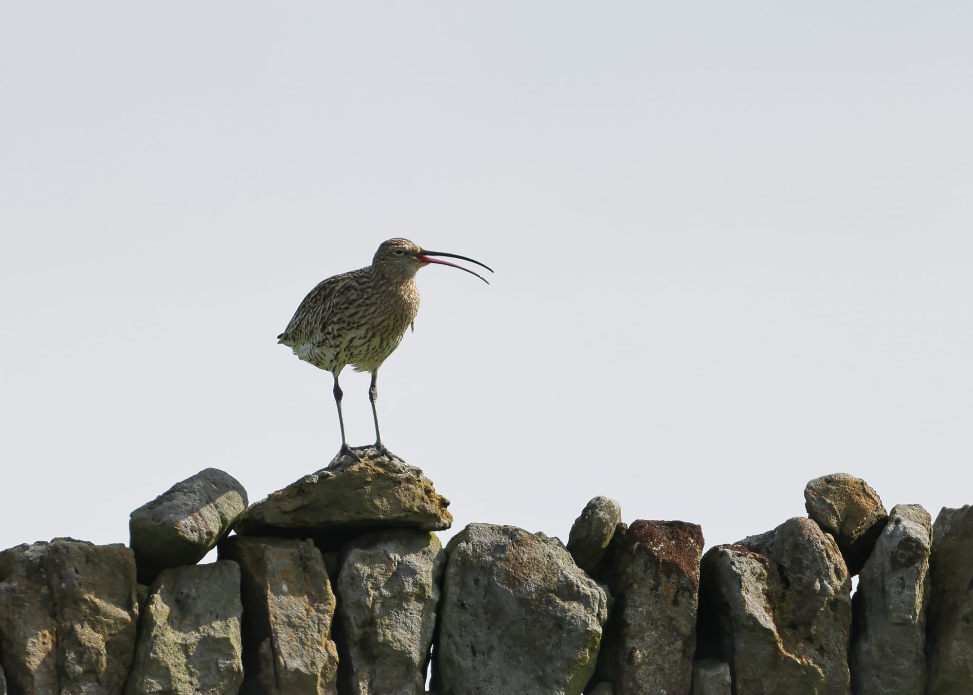 Curlew