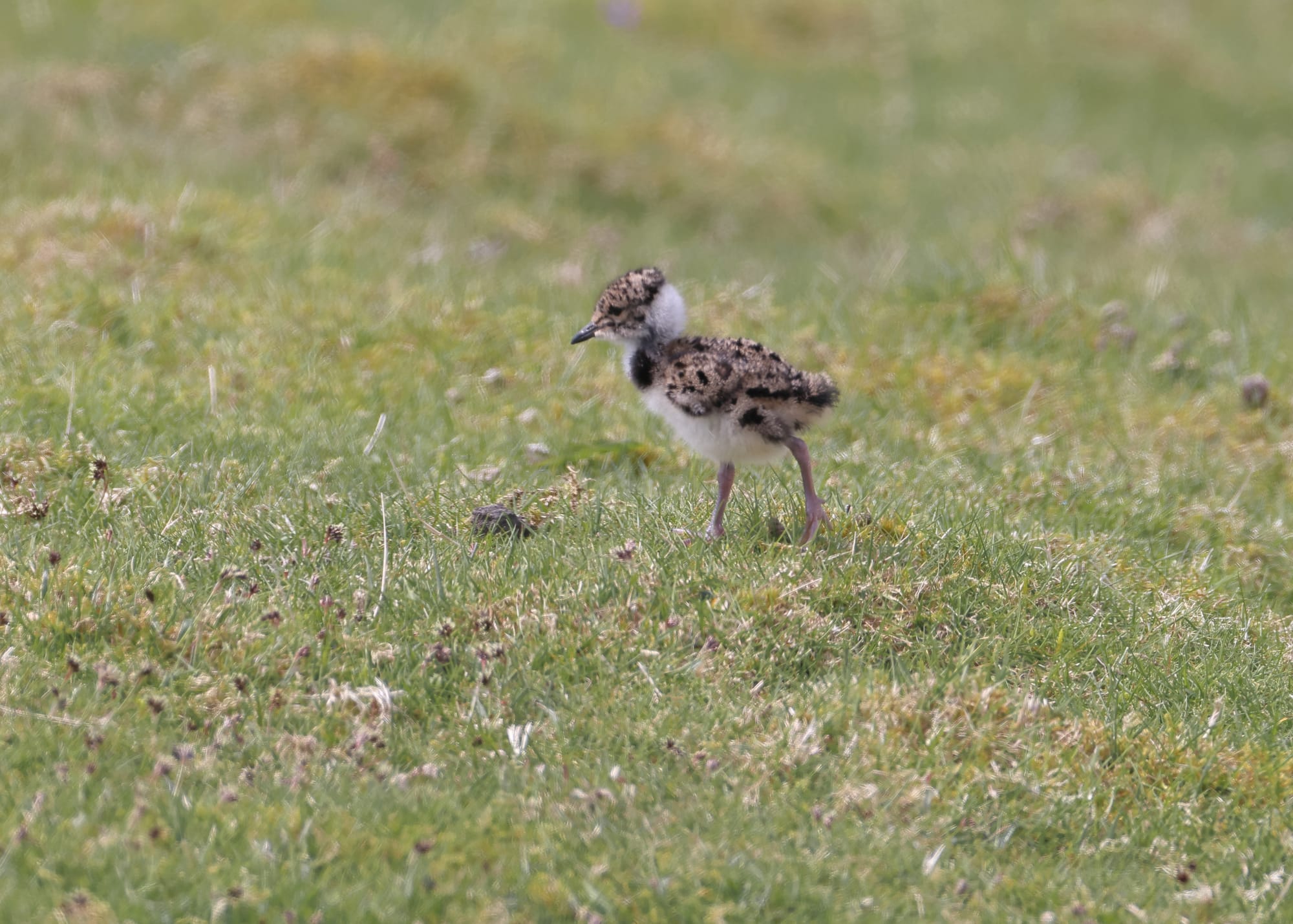 Lapwing