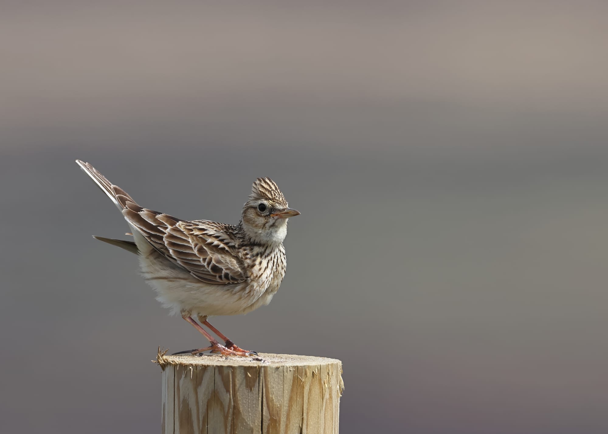 Skylark