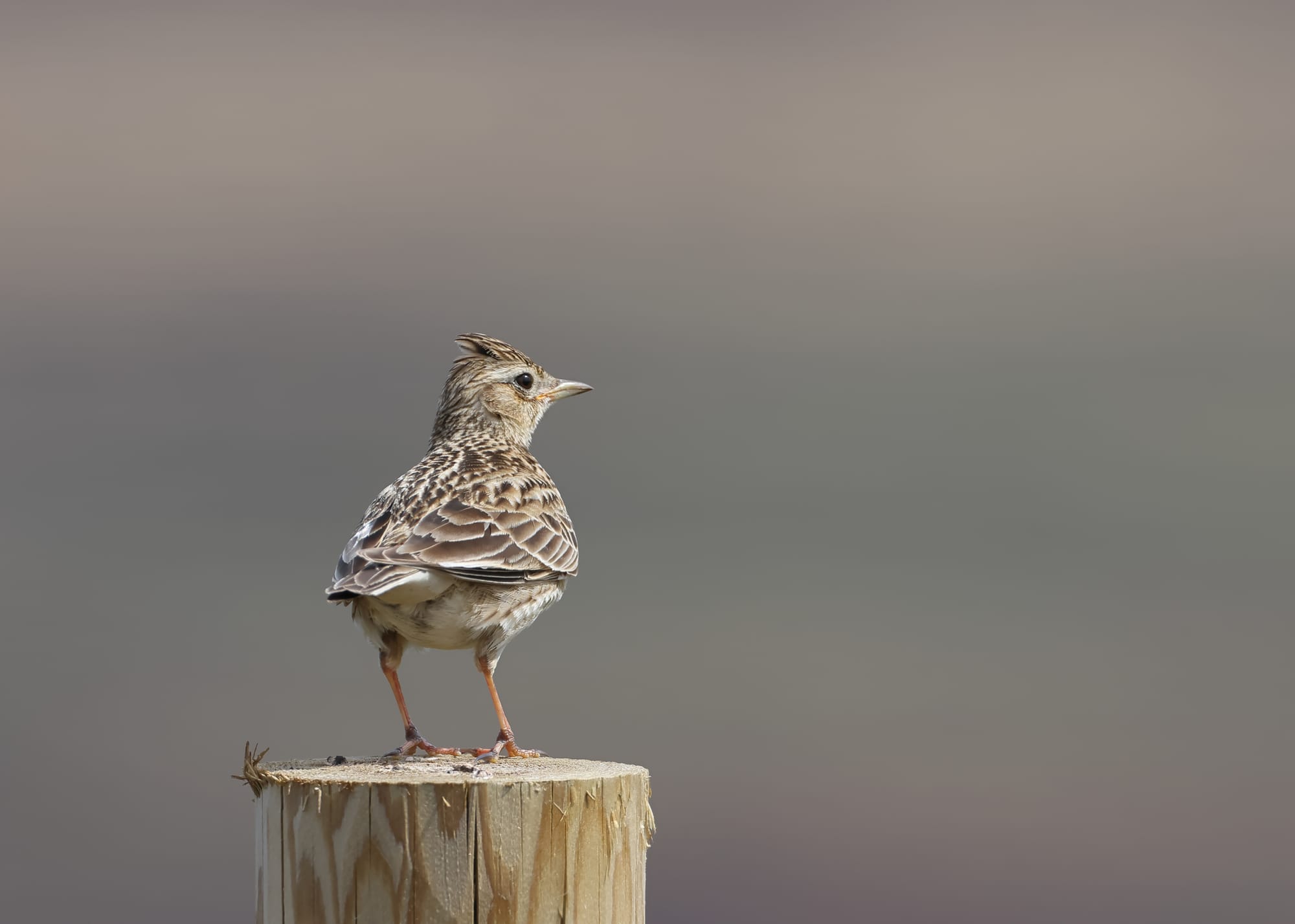 Skylark