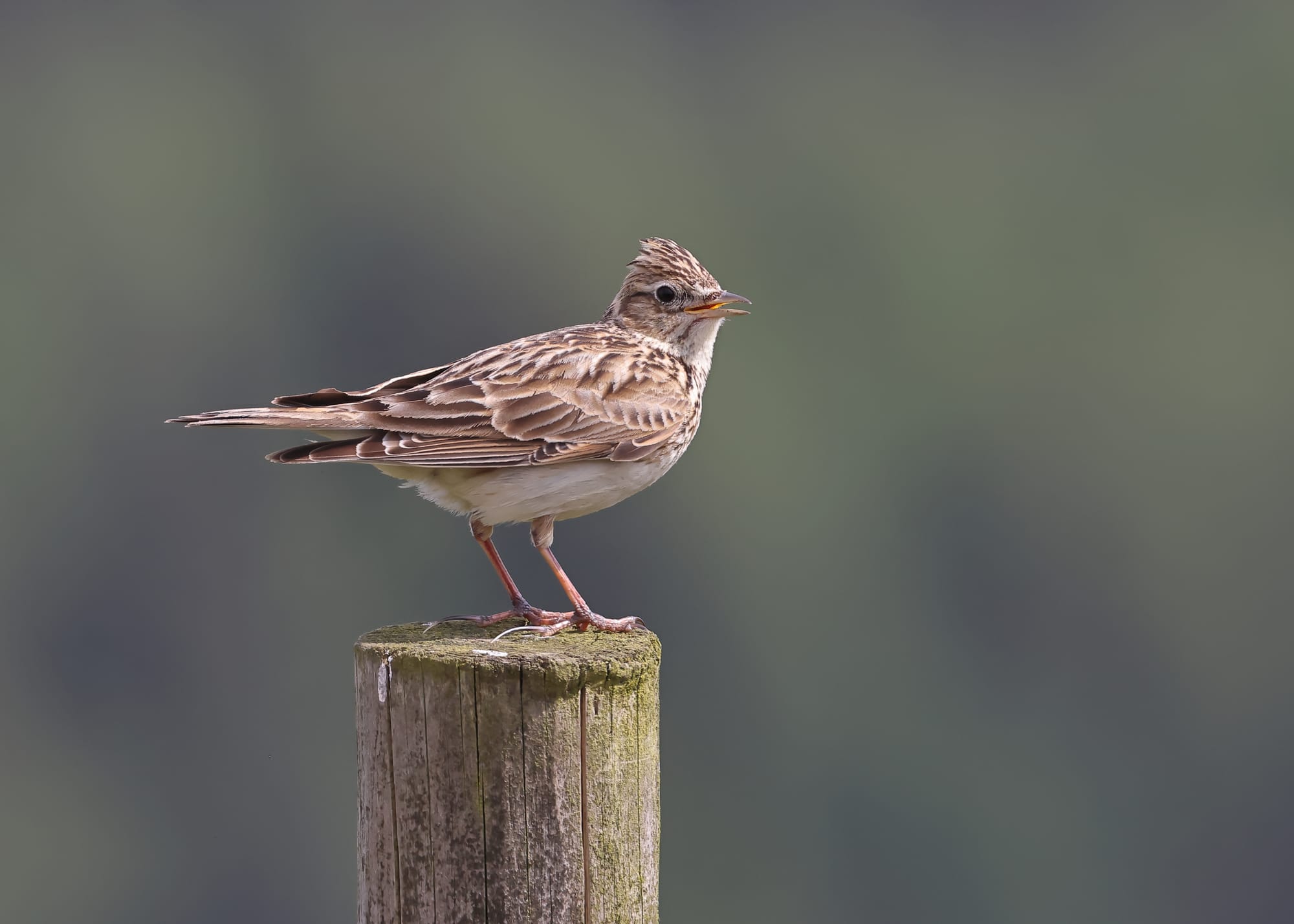 Skylark