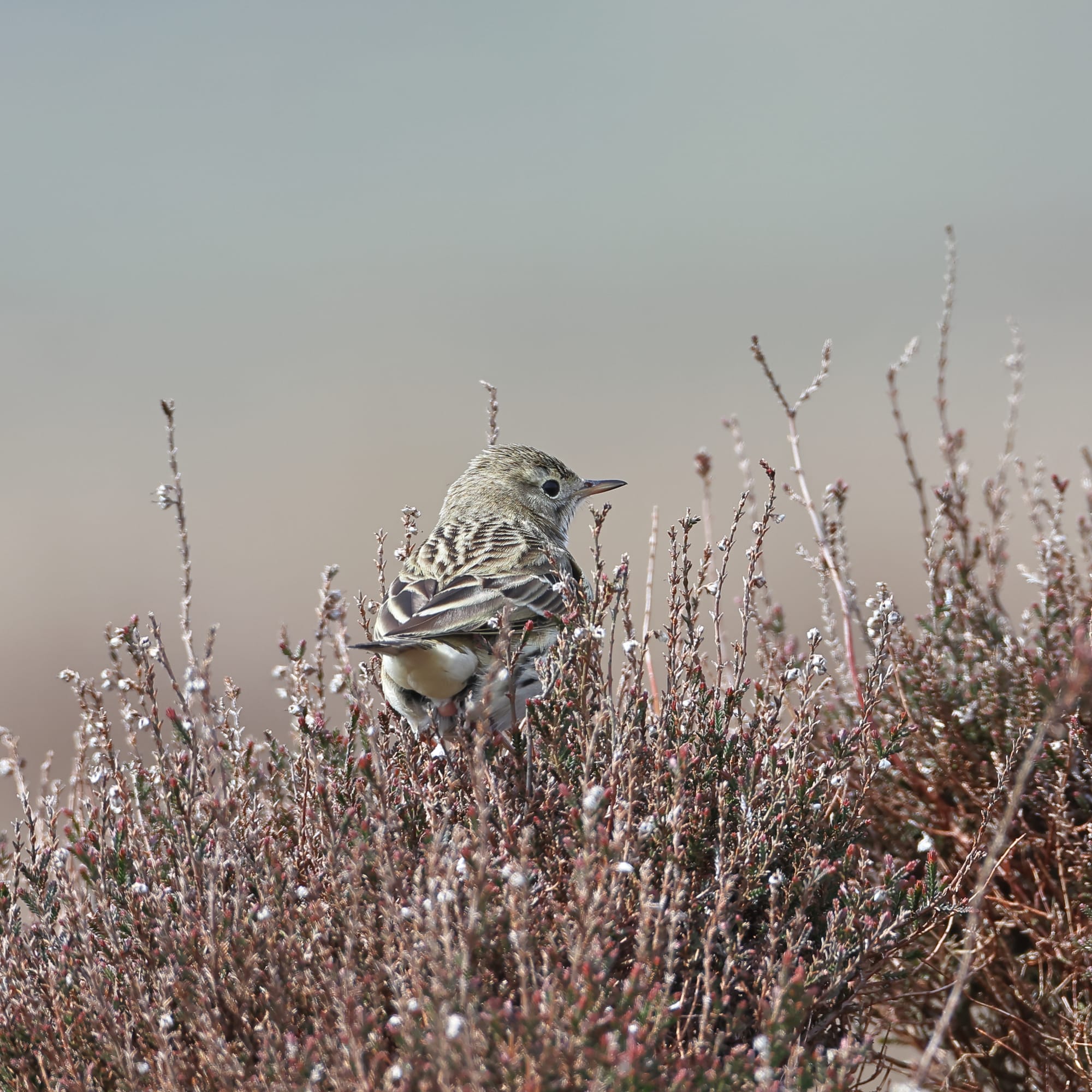 Meadow Pipit