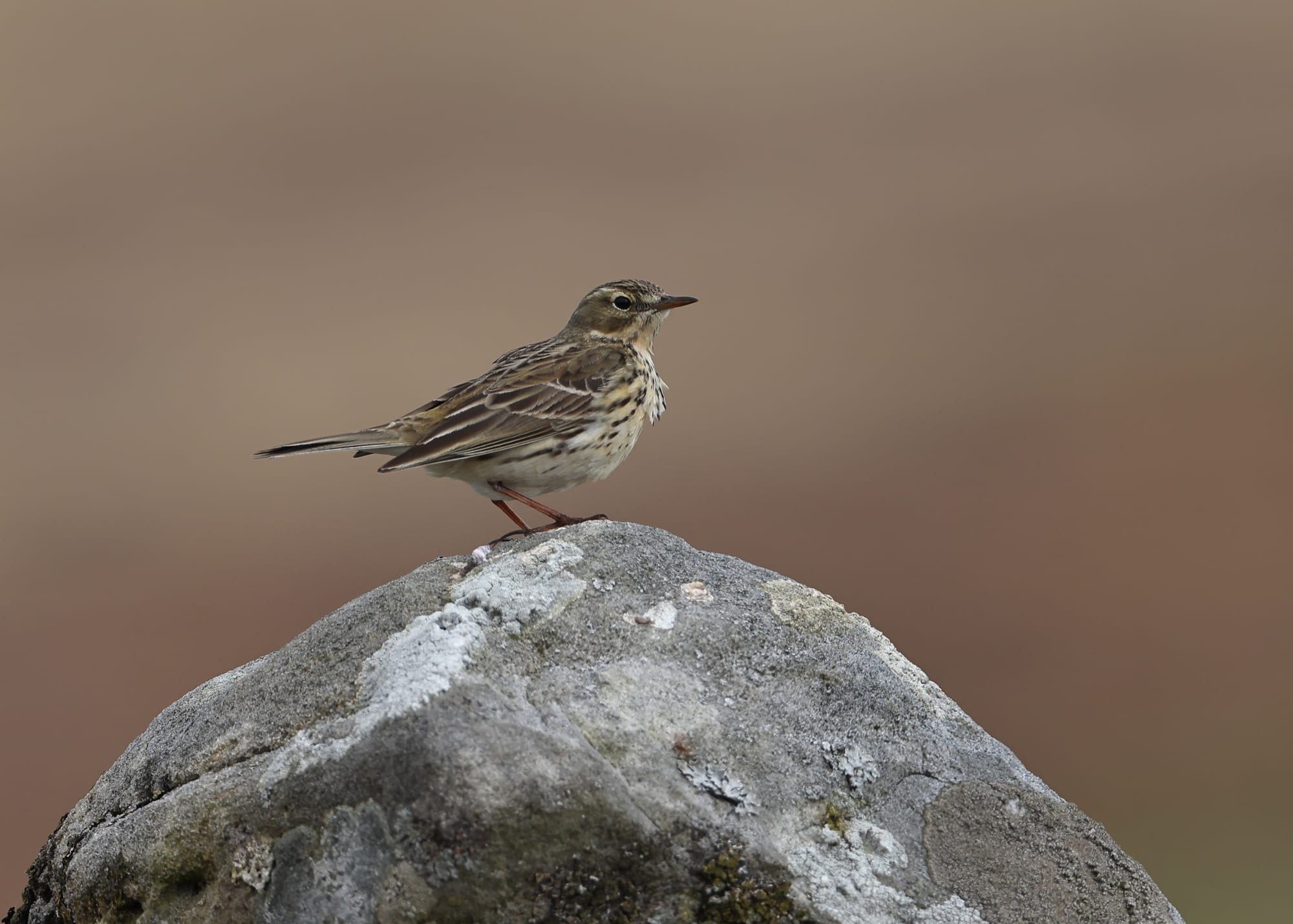 Meadow Pipit