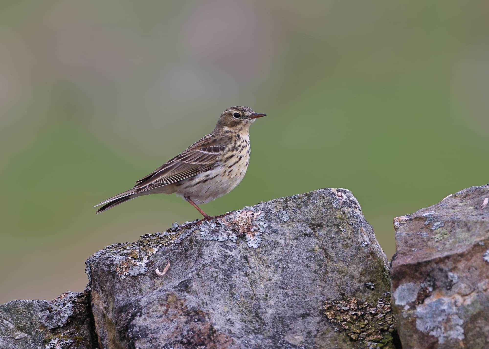 Meadow Pipit