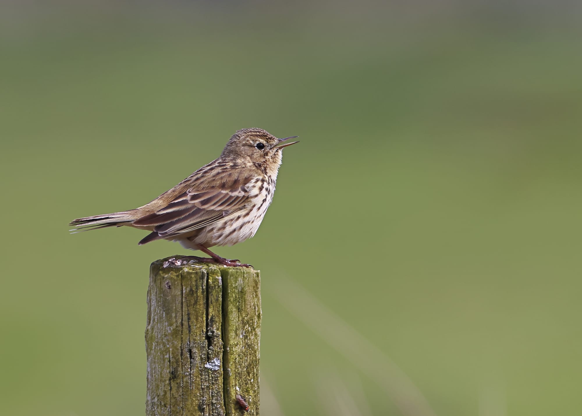 Meadow Pipit