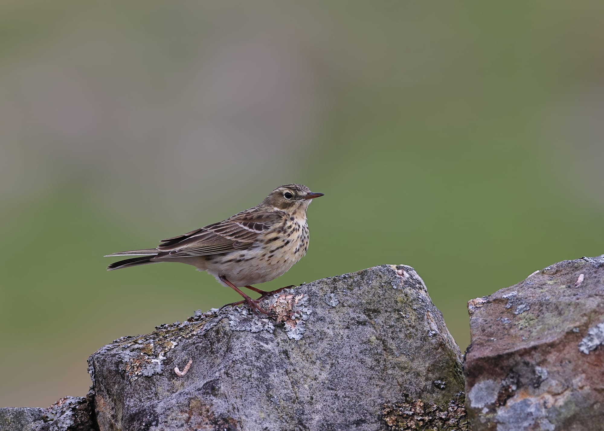 Meadow Pipit