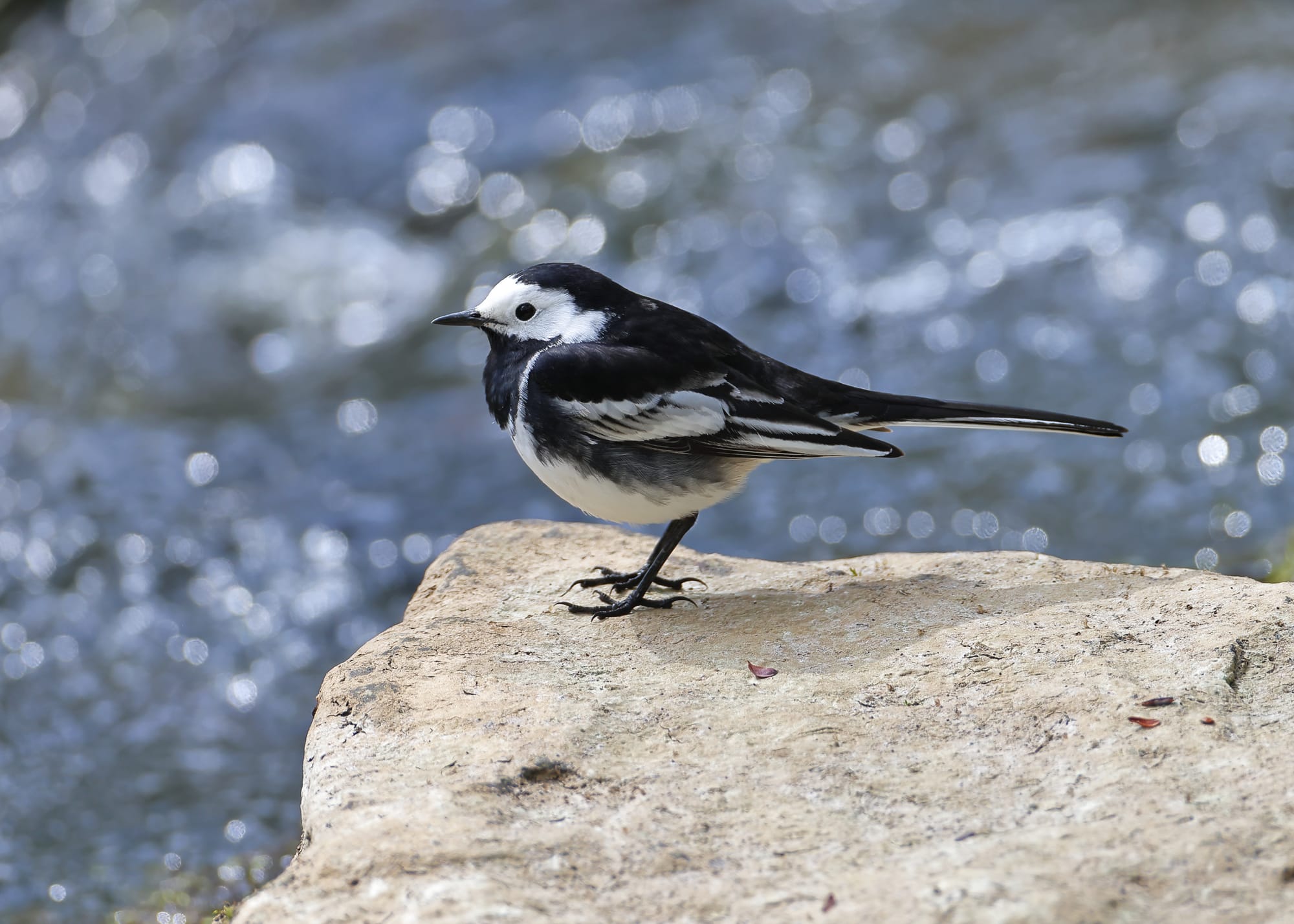 Pied Wagtail