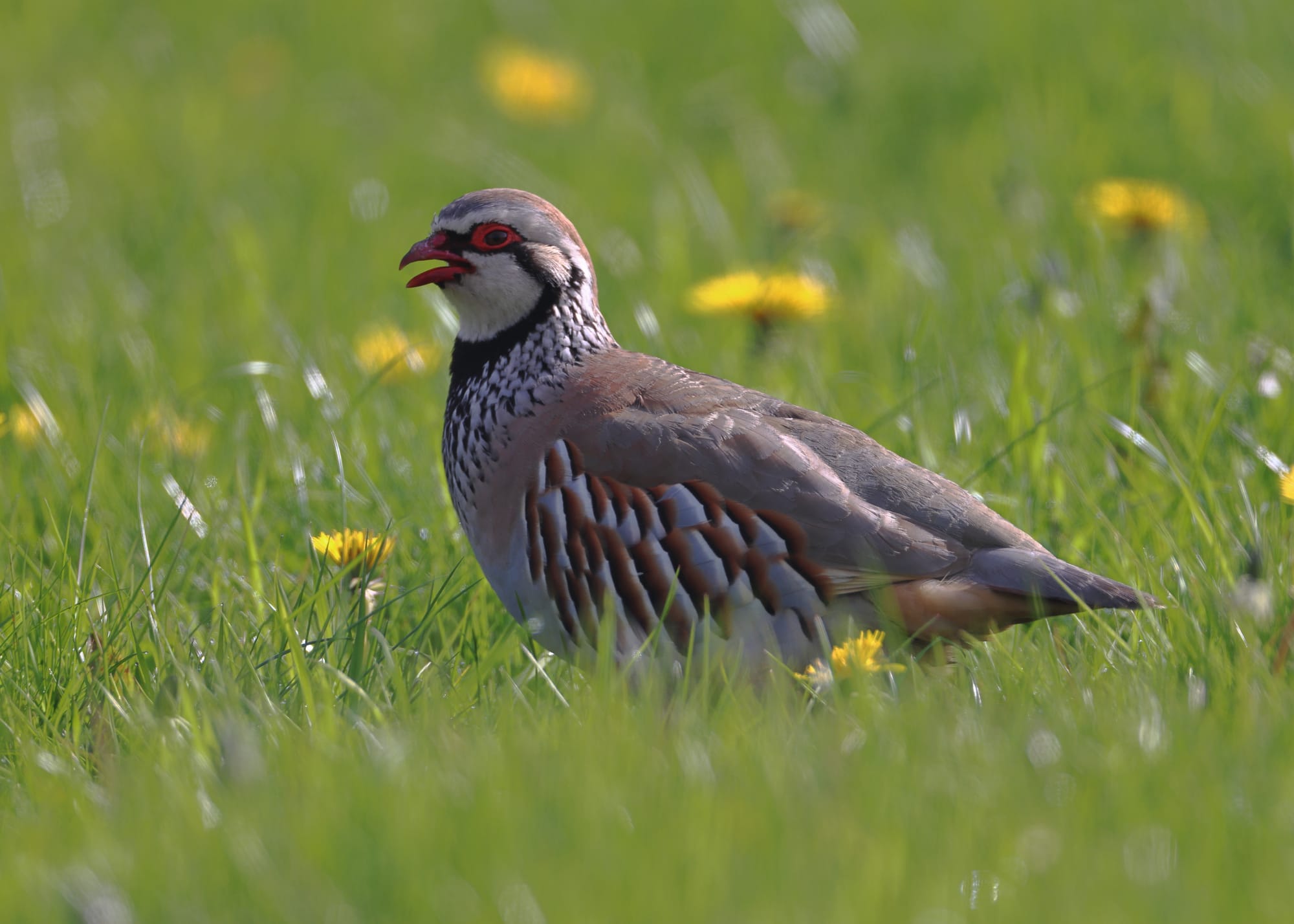 Red-legged Partridge