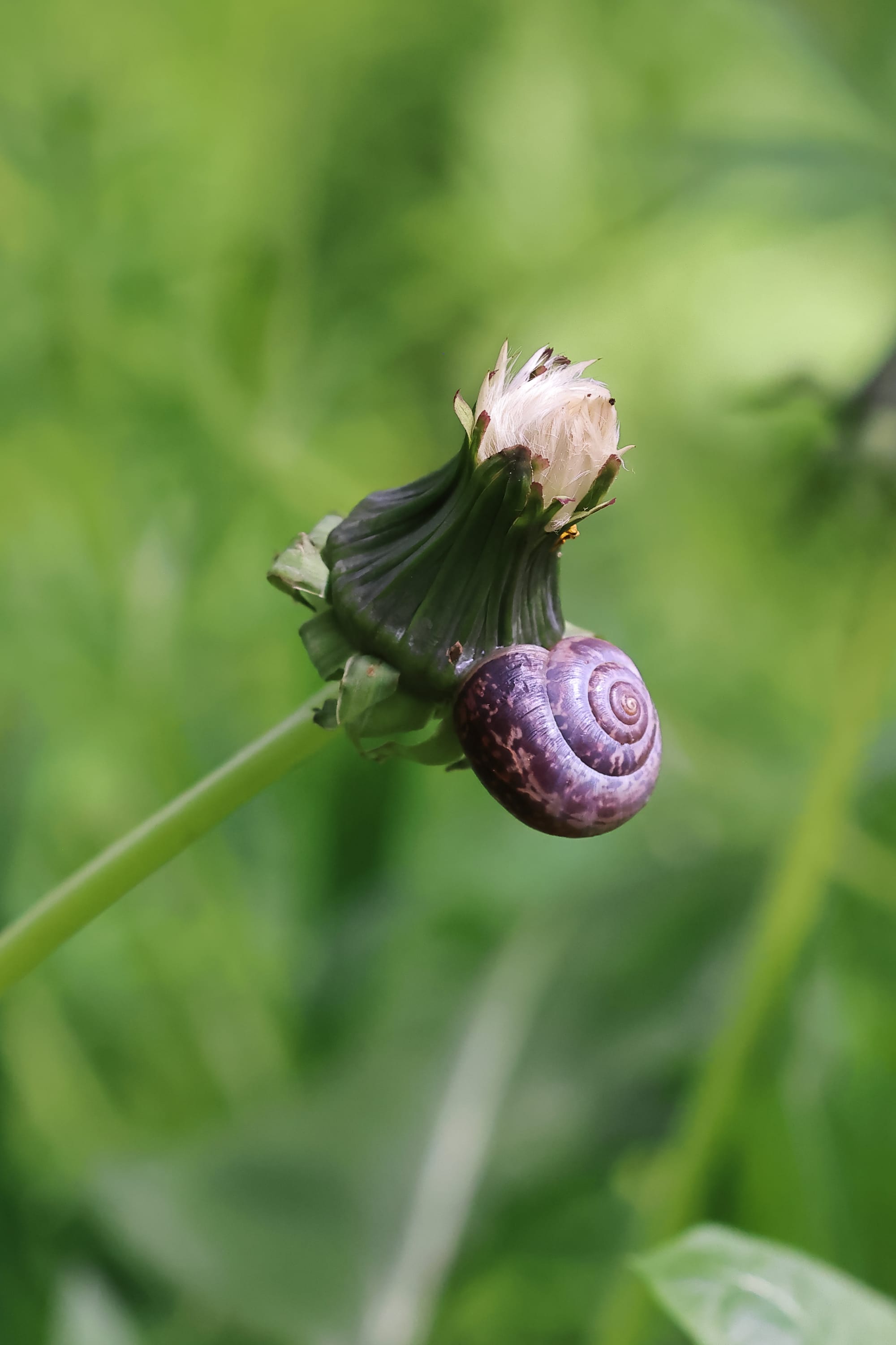 Kentish Snail