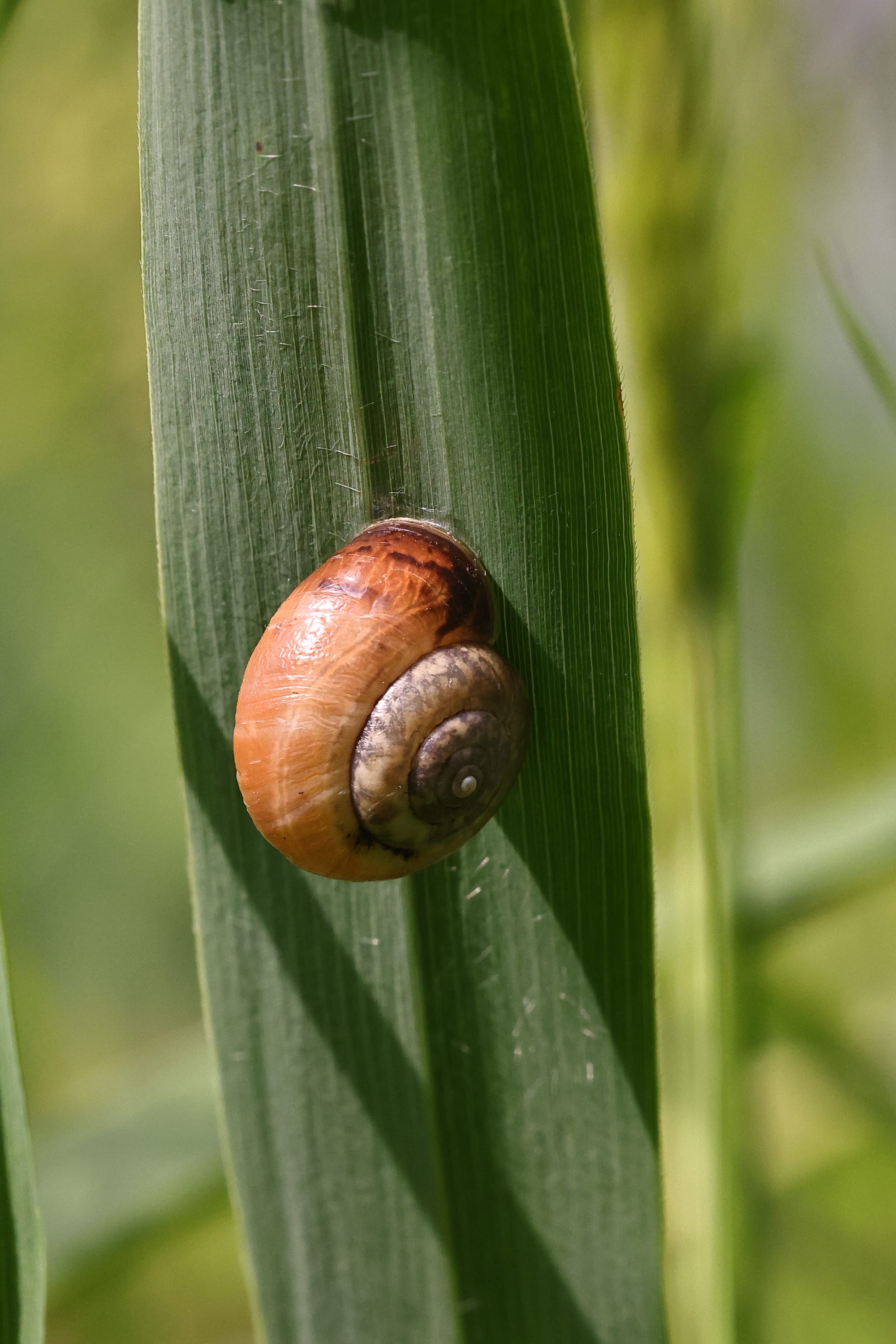 Draparnaud's Glass Snail