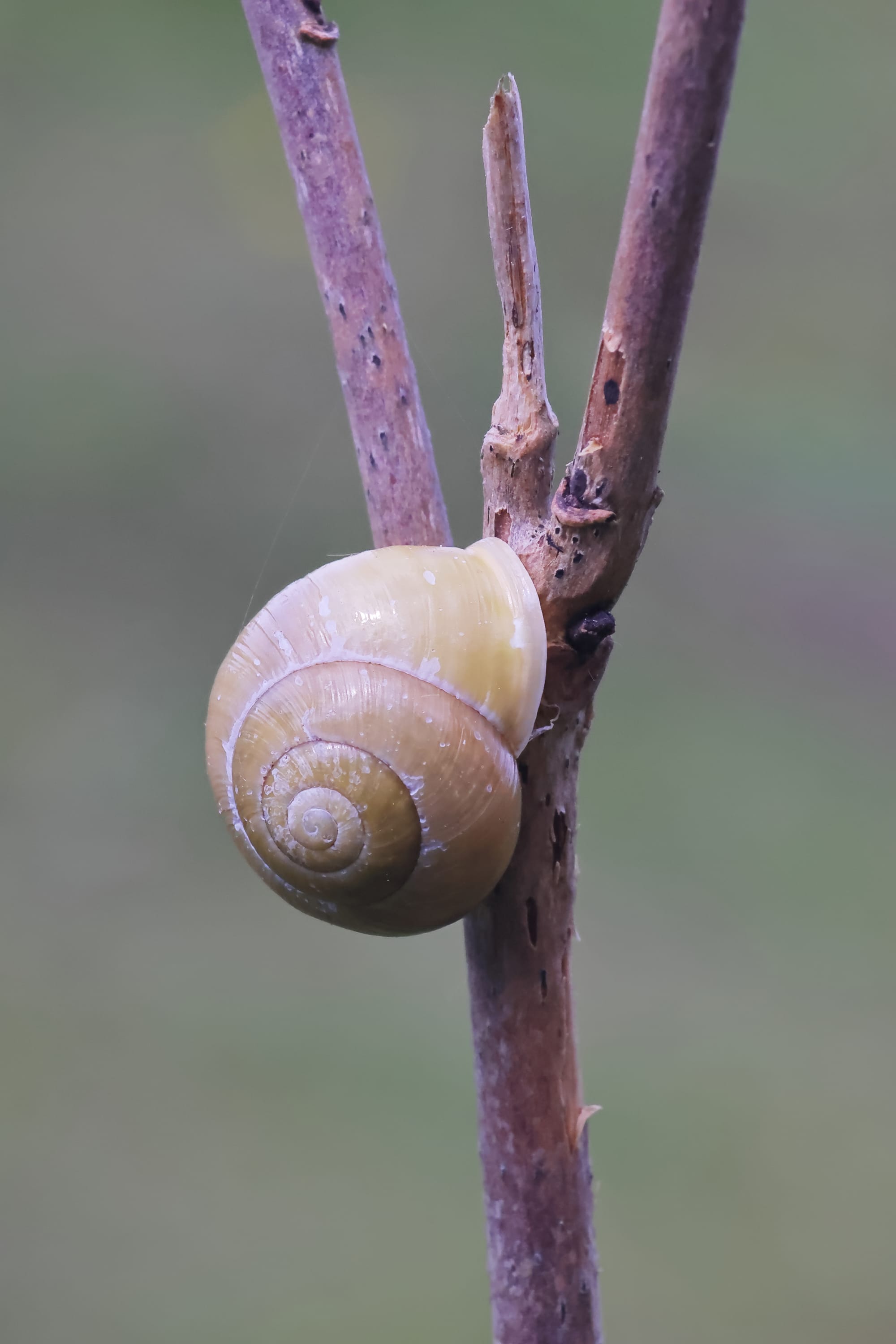 White-lipped Snail