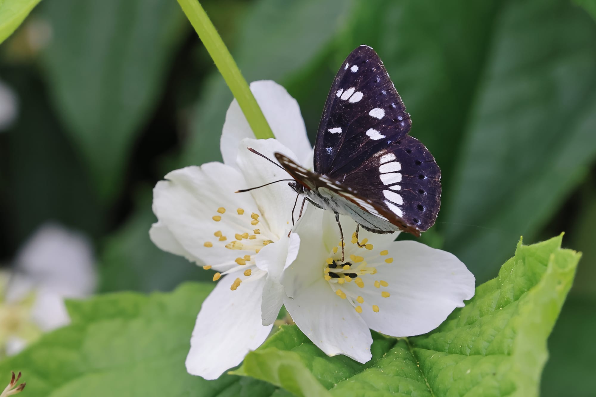 Southern White Admiral