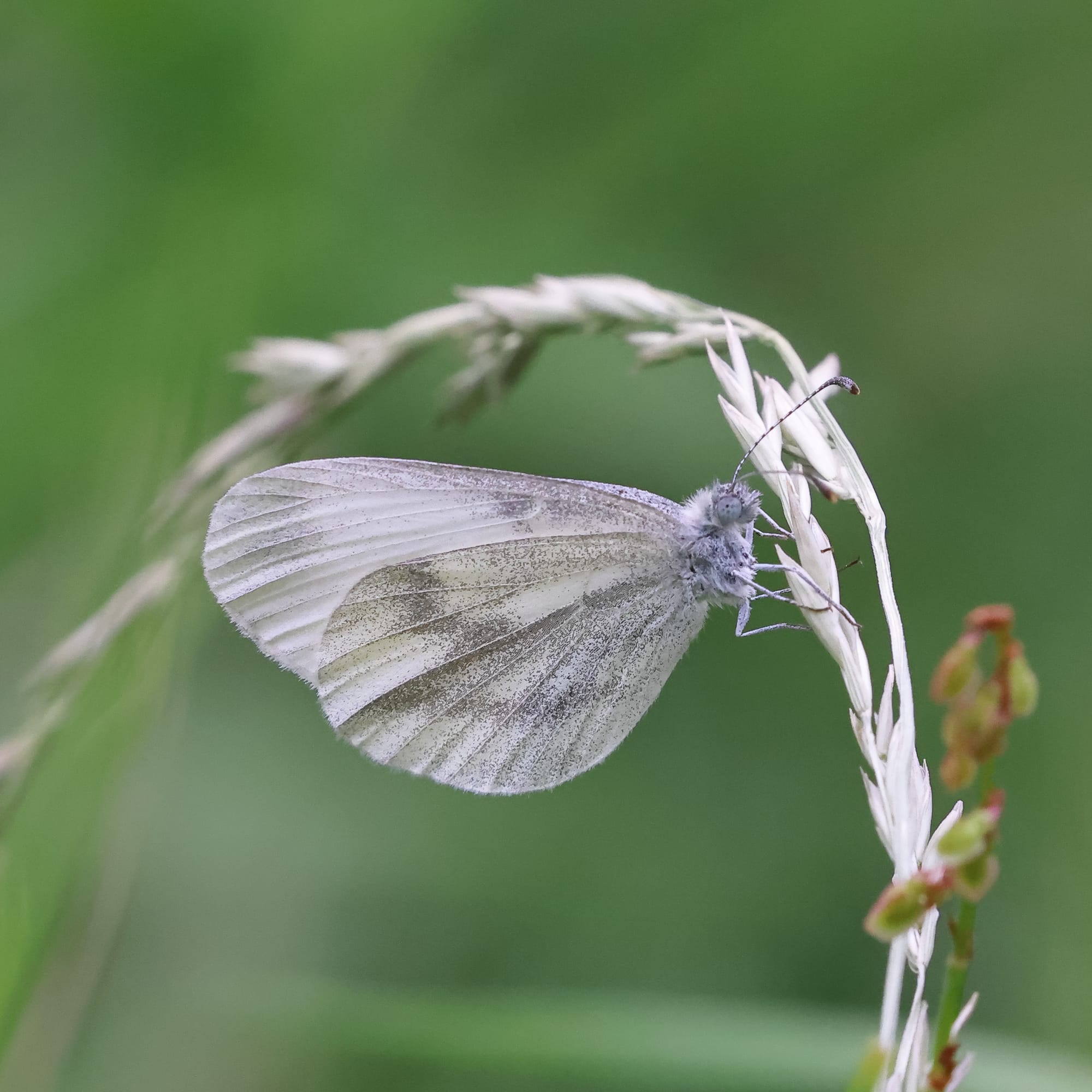 Wood white