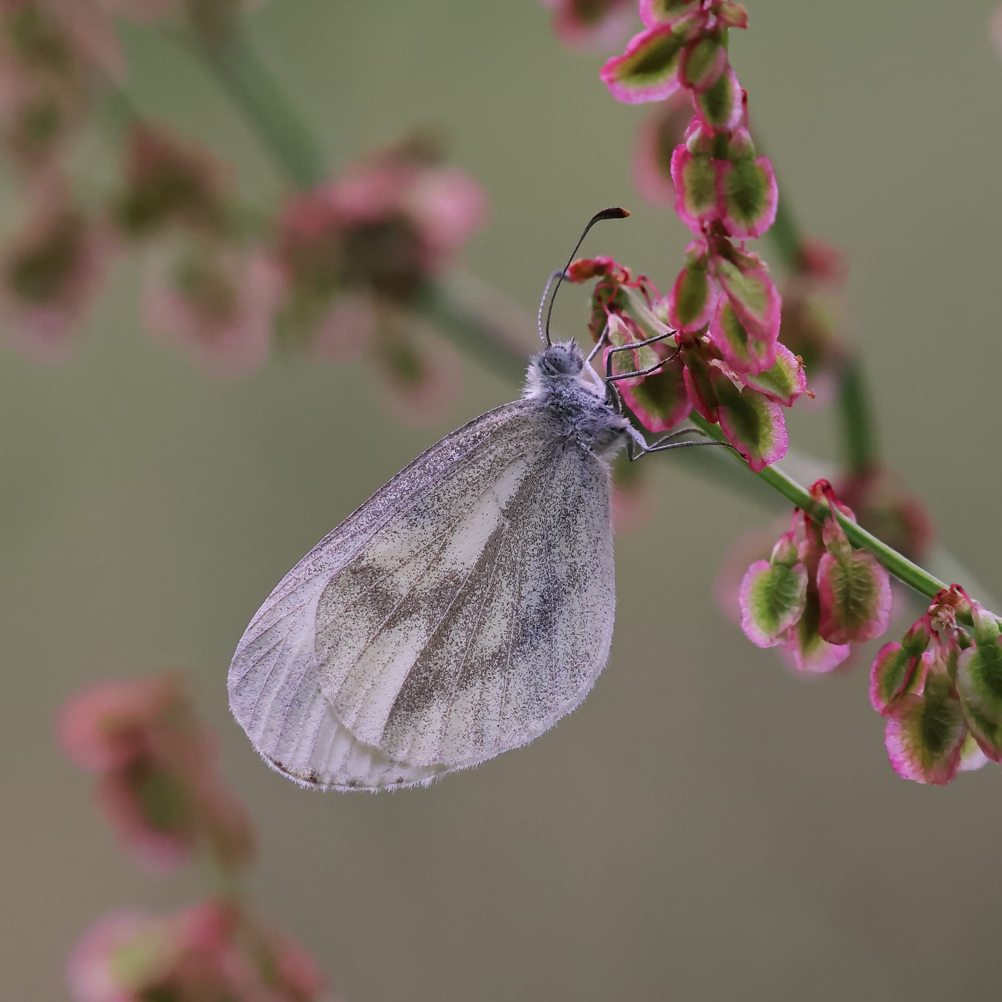 Wood white