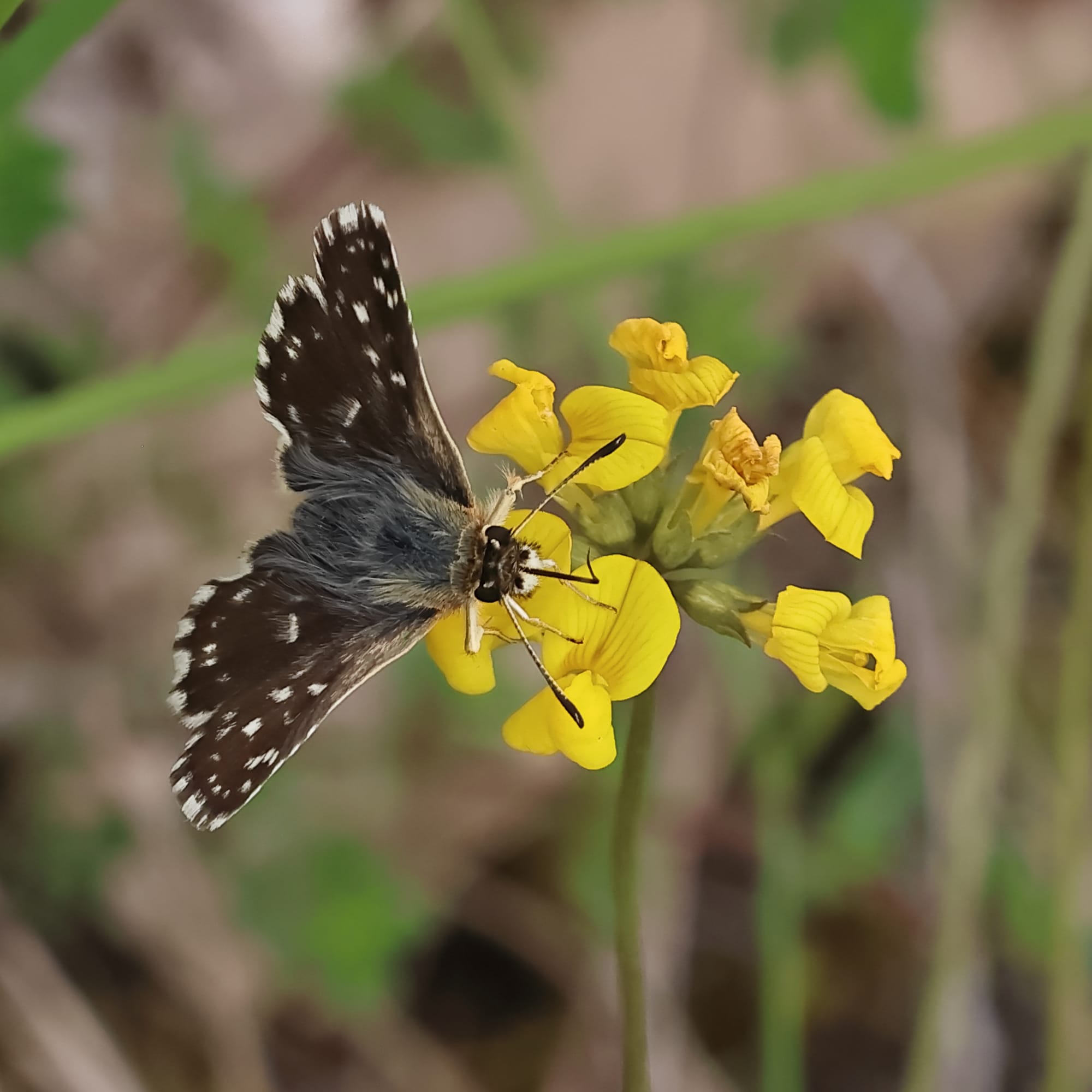 Grizzled Skipper