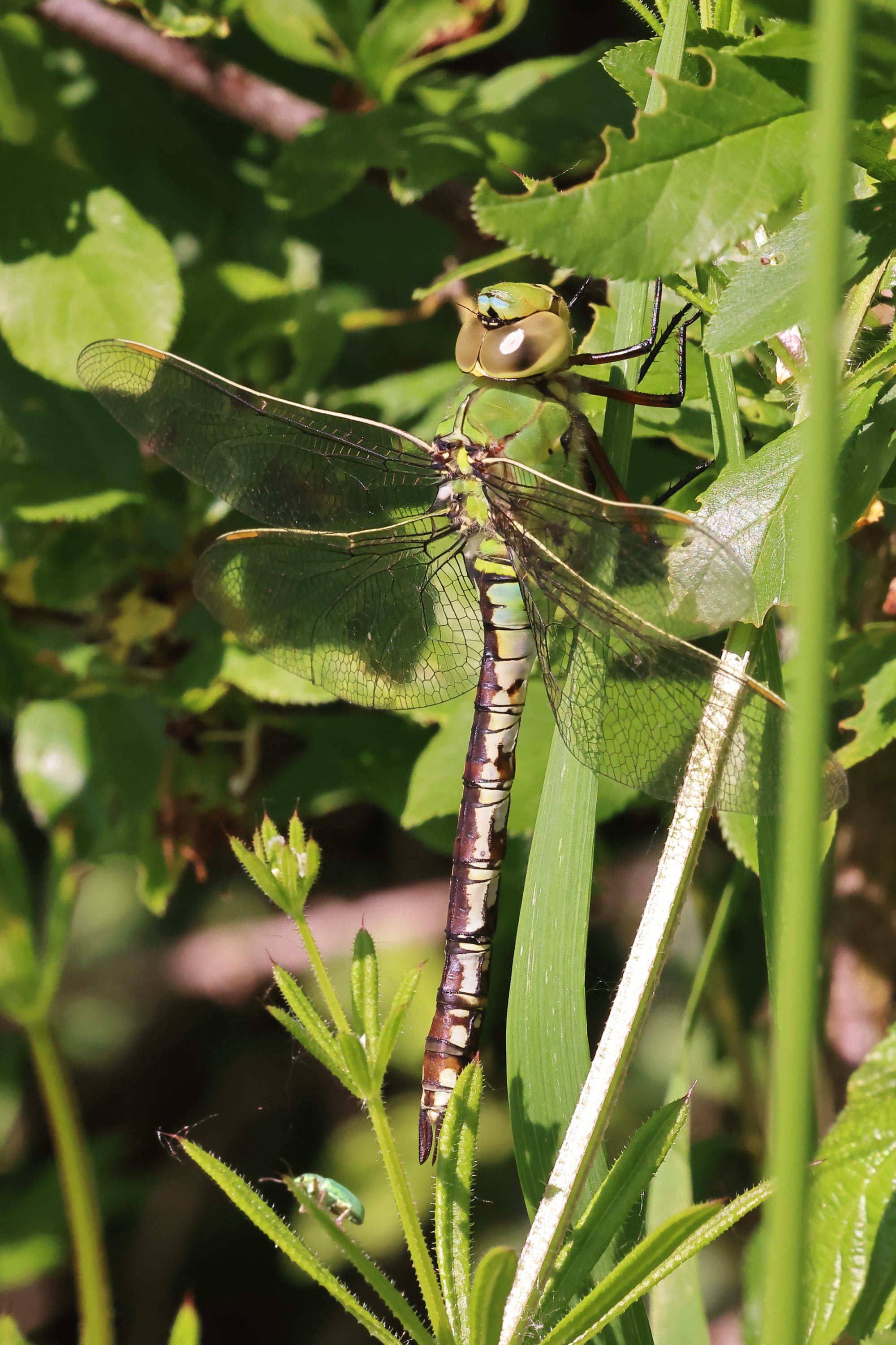 Hairy Dragonfly