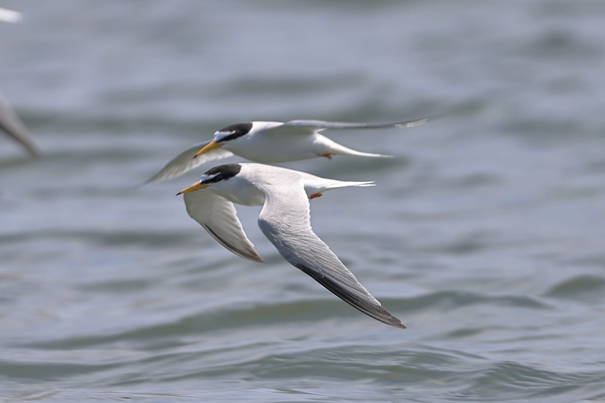 Little Tern