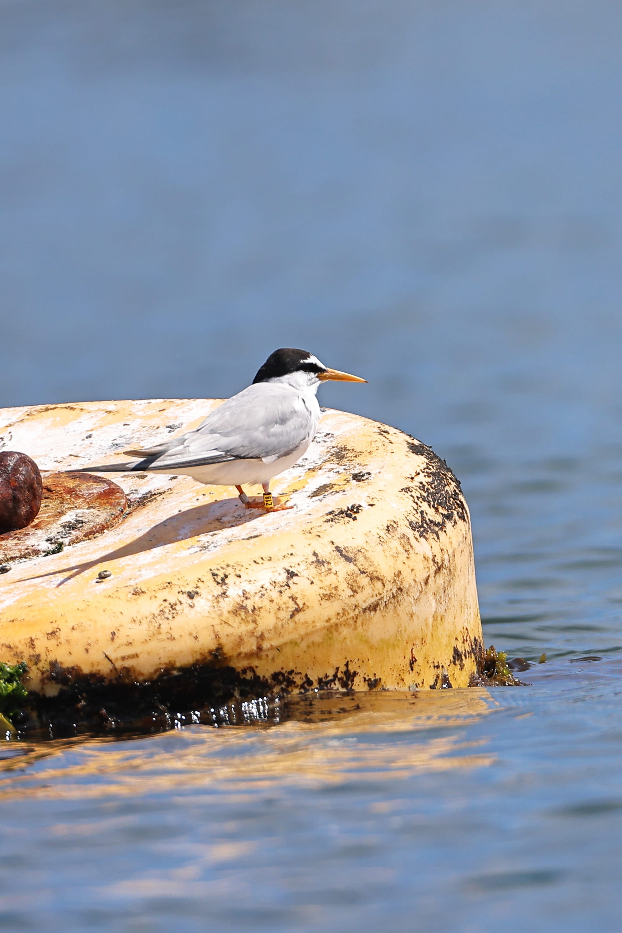 Little Tern