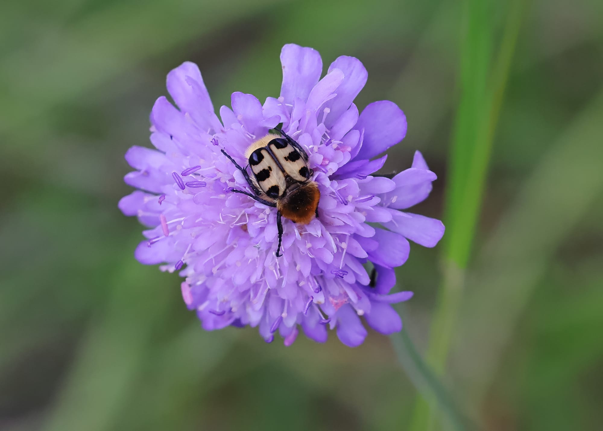 Bee Beetle