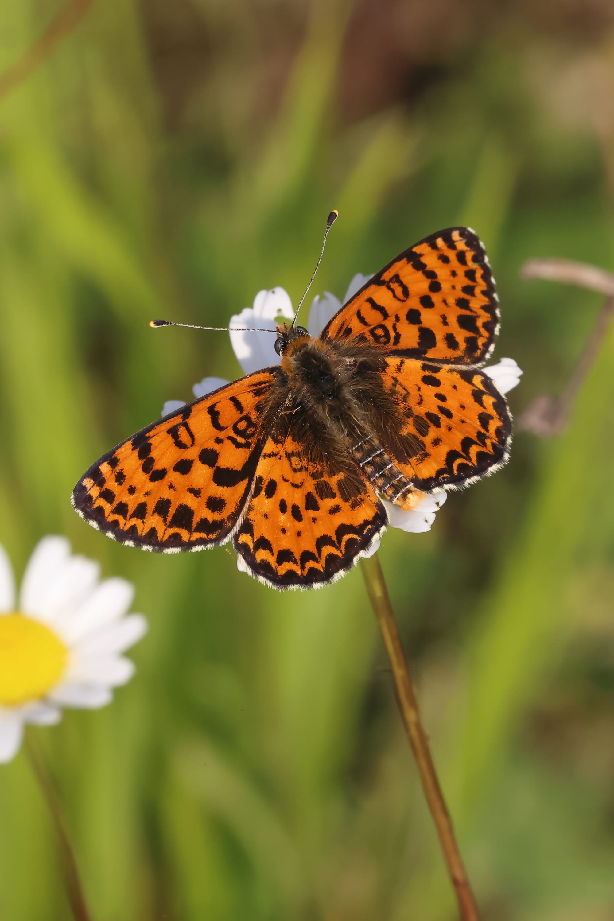 Spotted Fritillary