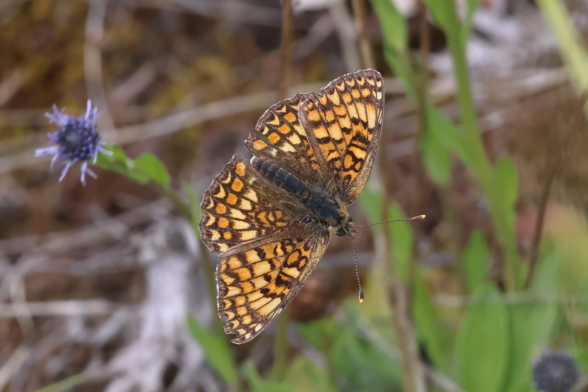 Knapweed Fritillary