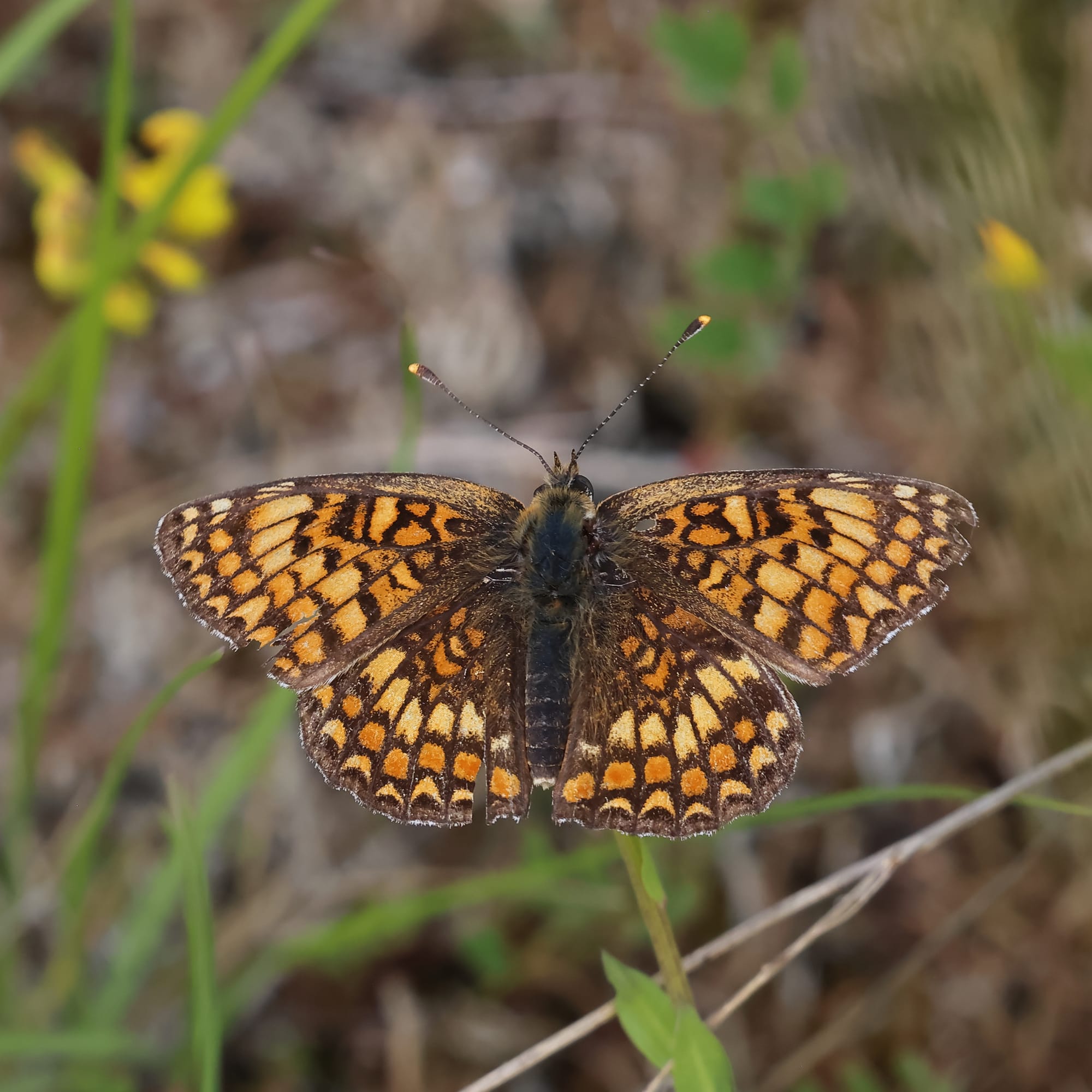 Knapweed Fritillary