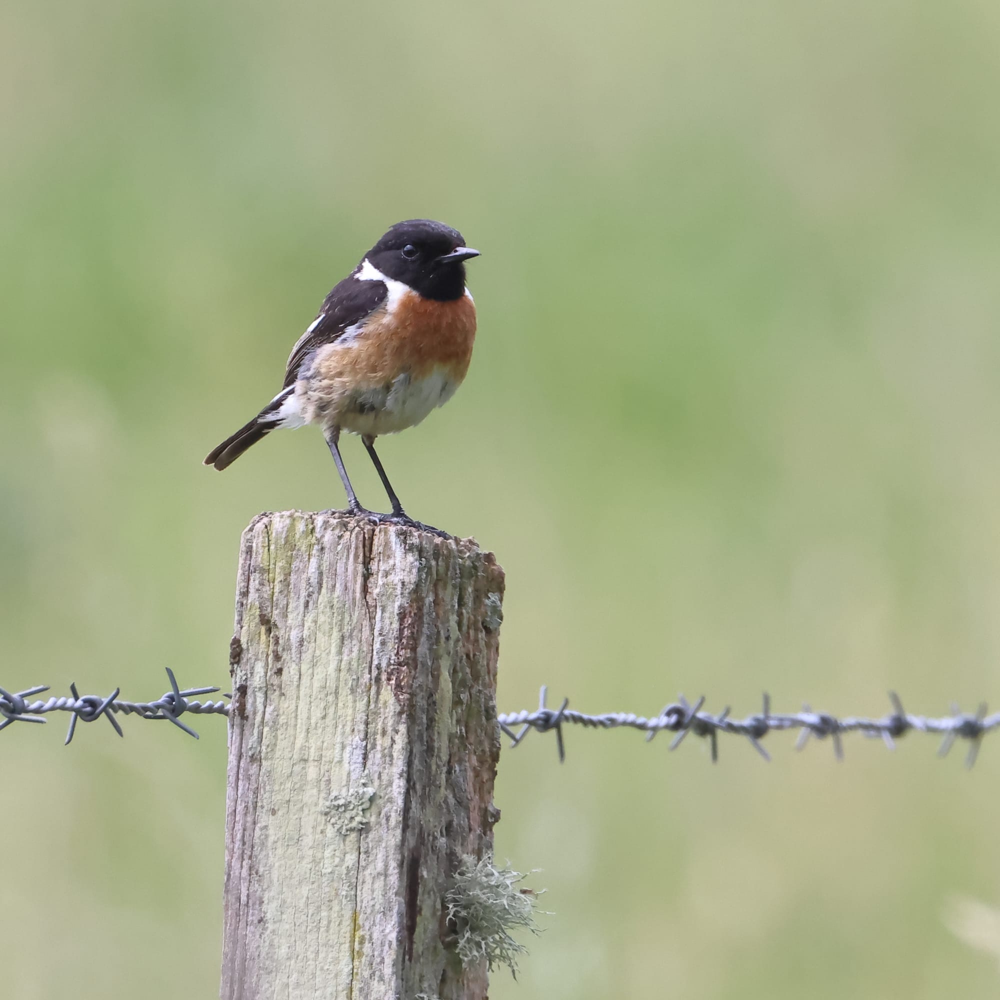 Stonechat