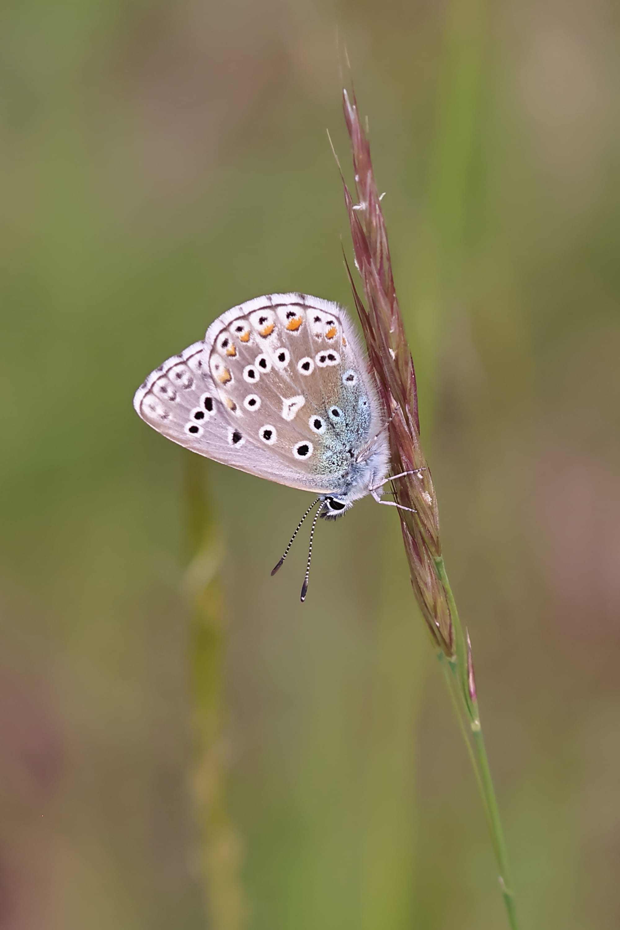 Adonis Blue