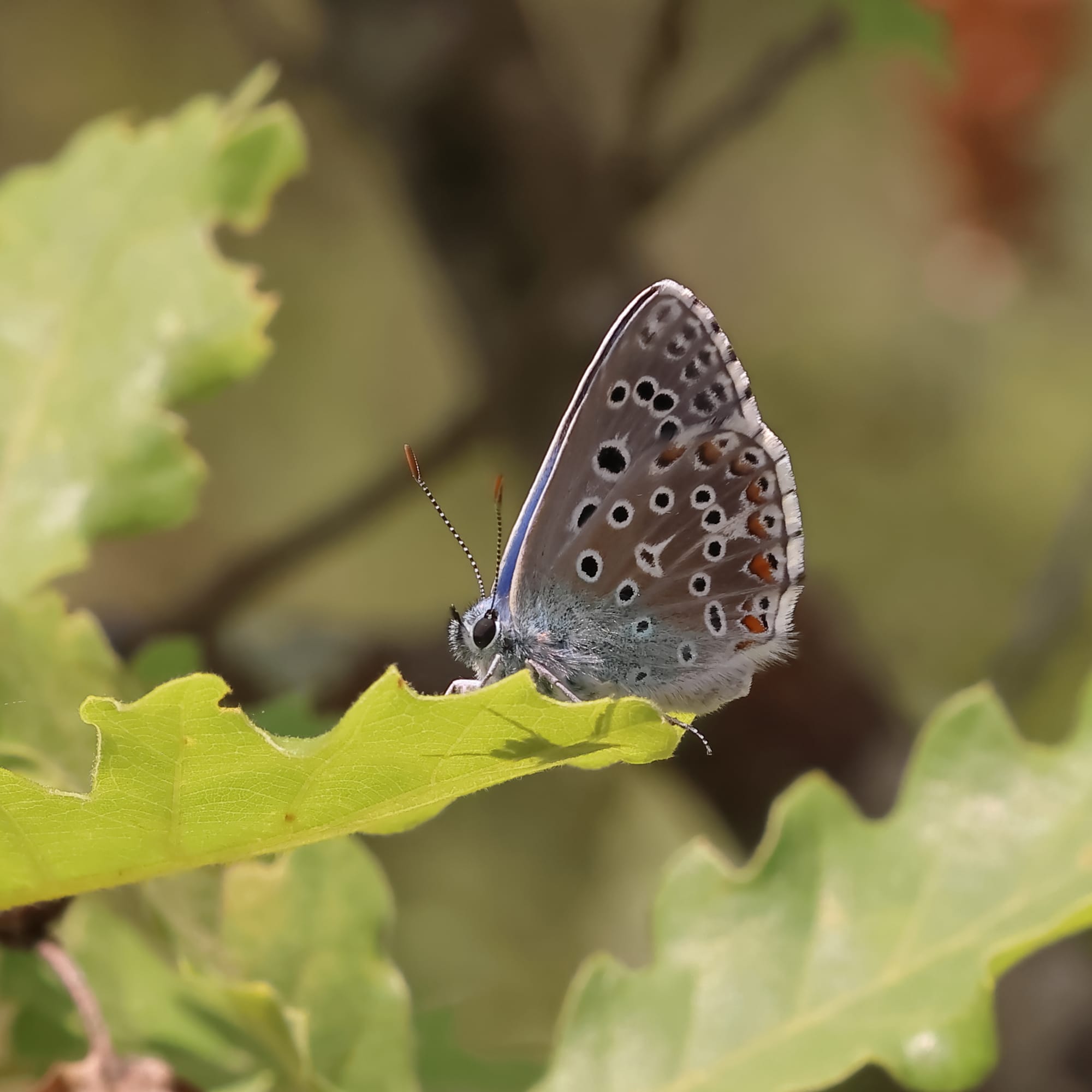 Adonis Blue