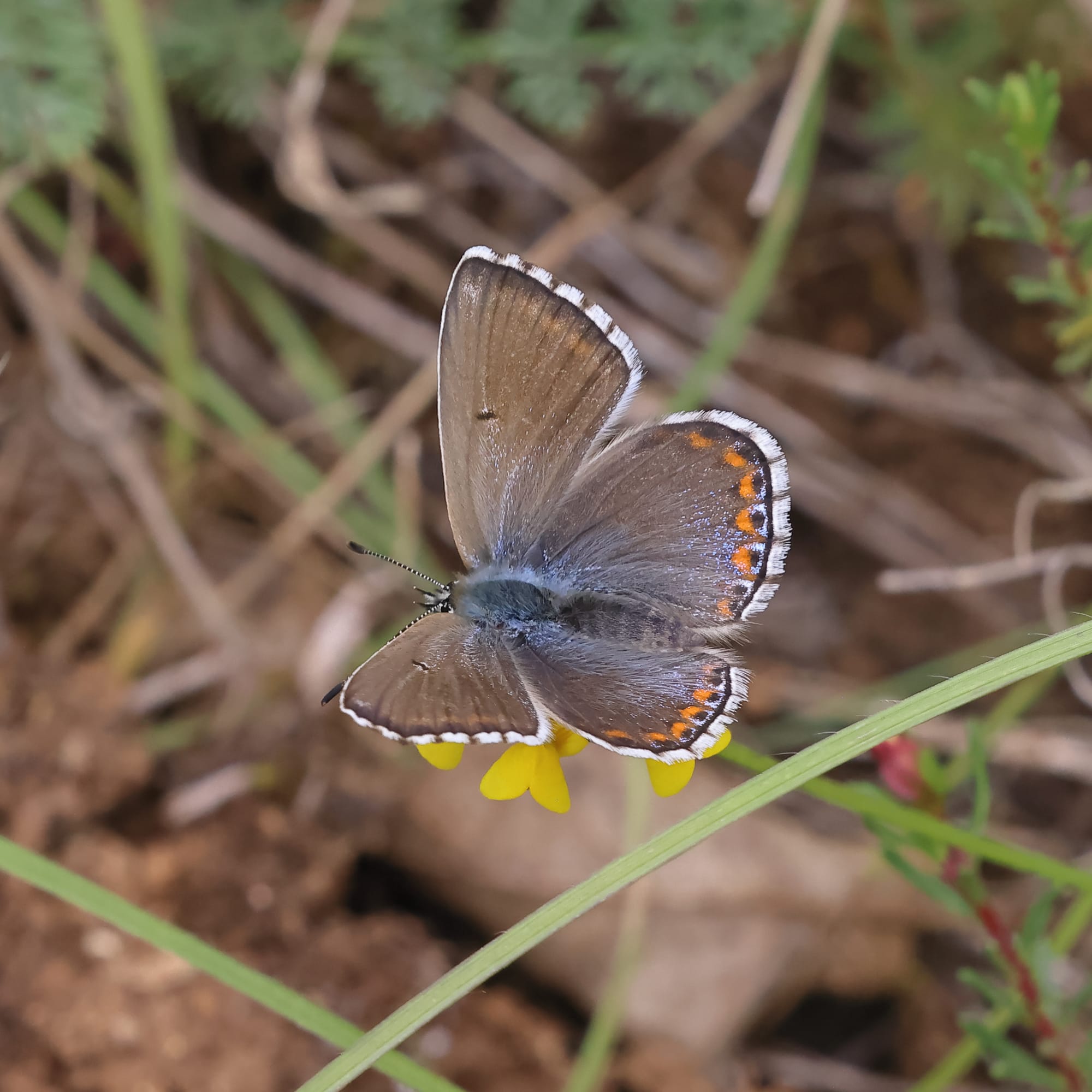 Adonis Blue