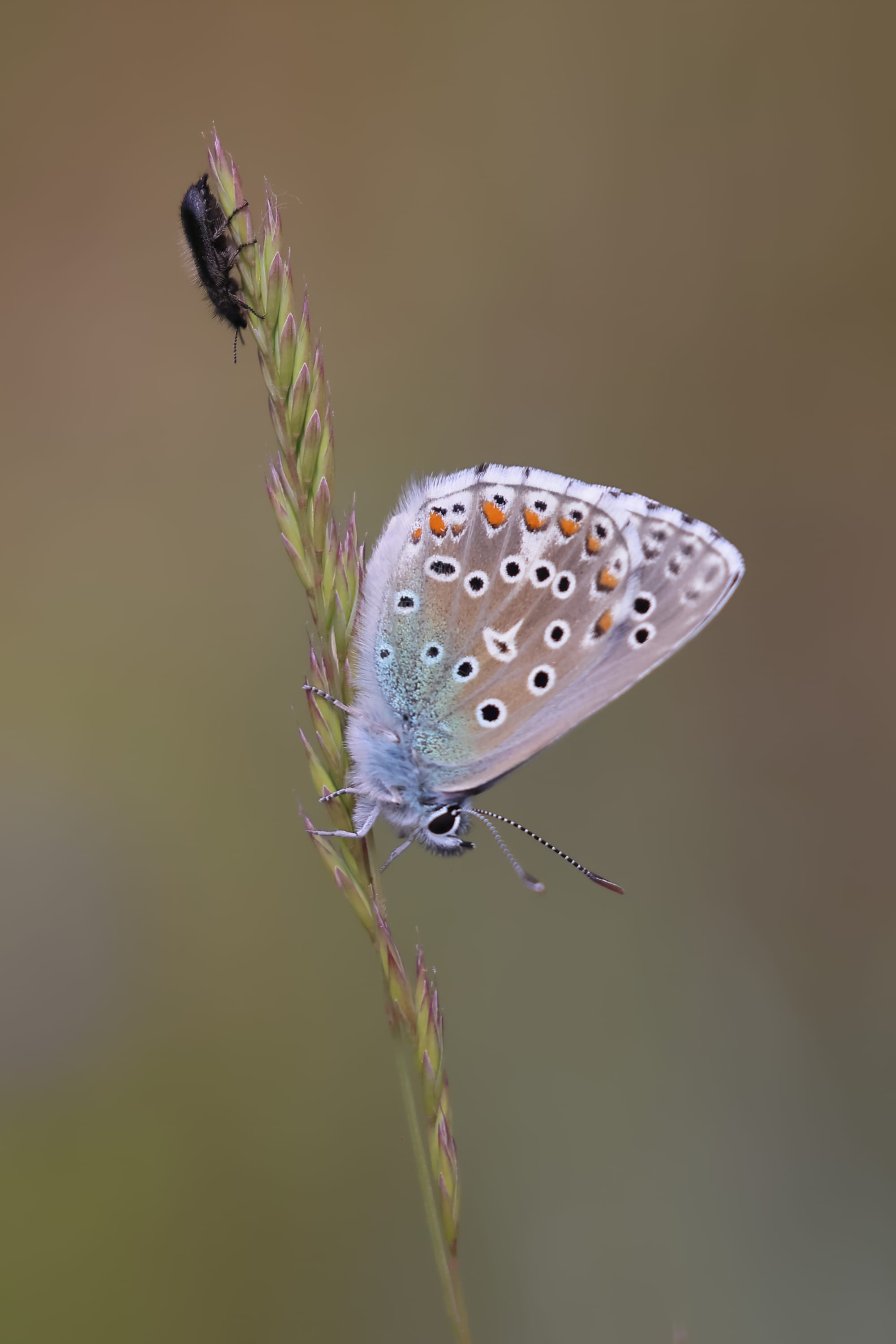 Adonis Blue