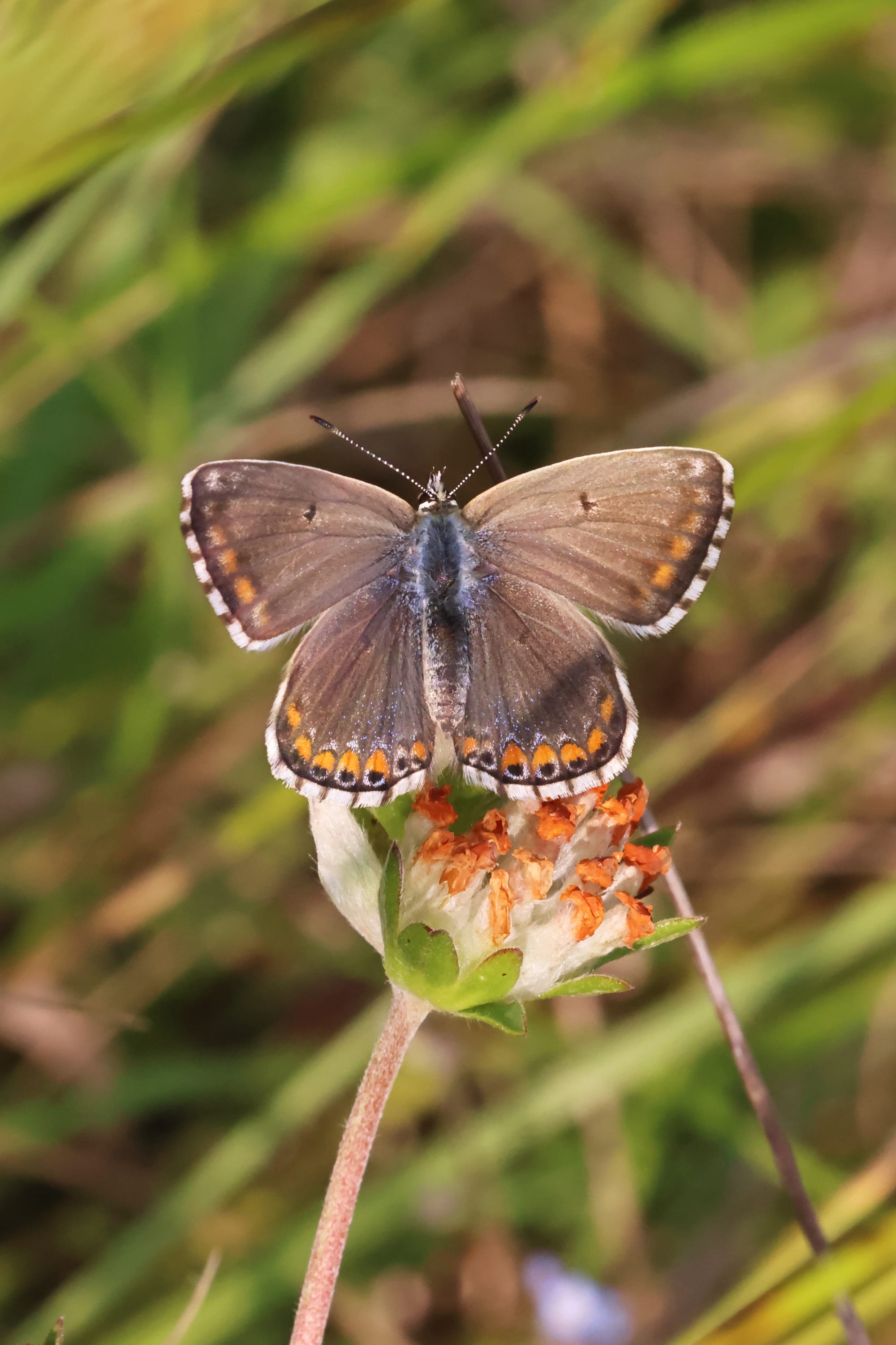 Adonis Blue