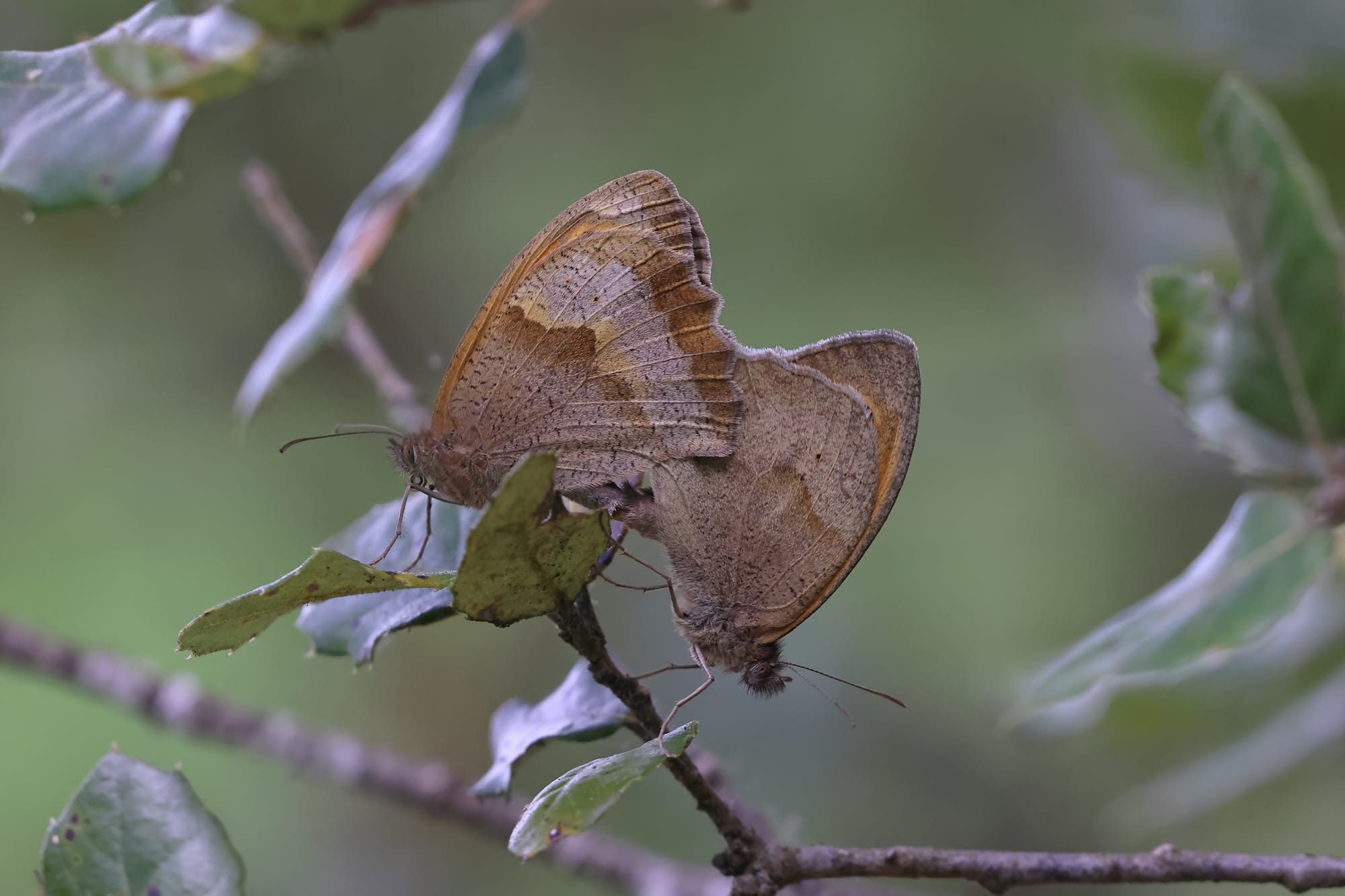 Meadow Brown