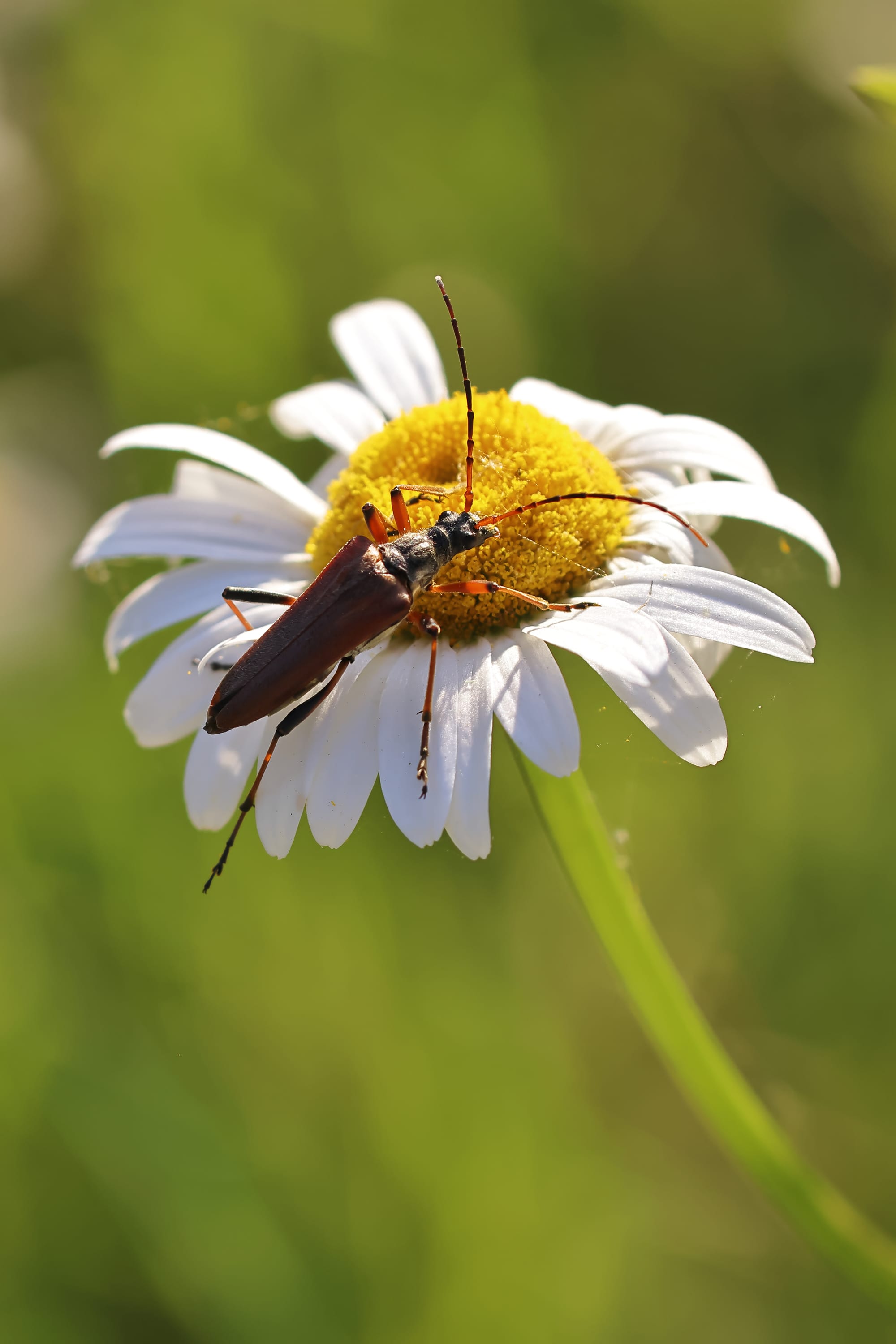 Variable Longhorn Beetle