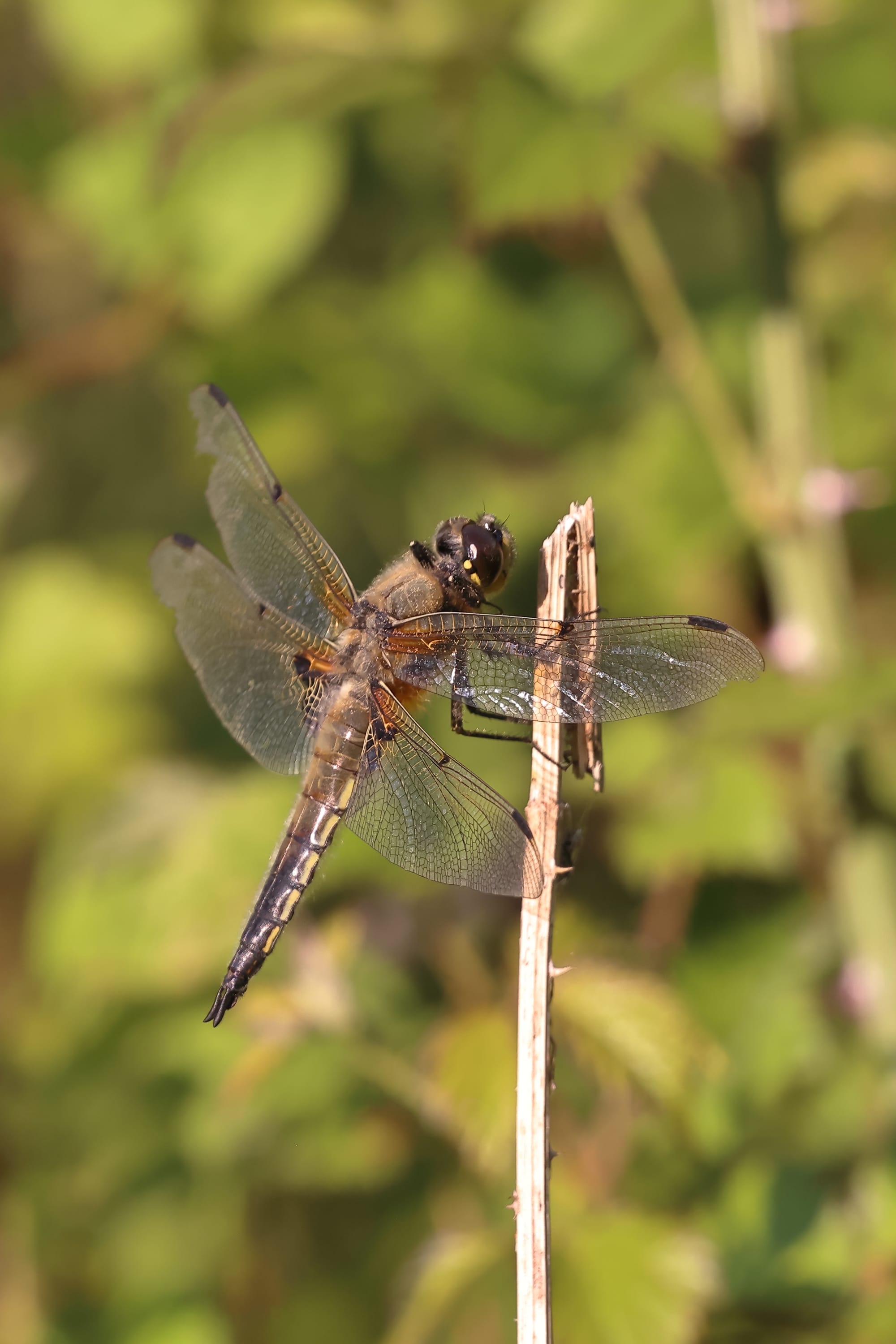 Four Spot Chaser