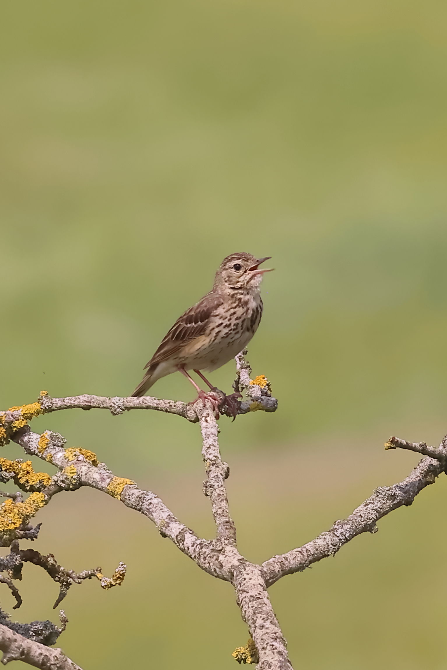 Tree Pipit