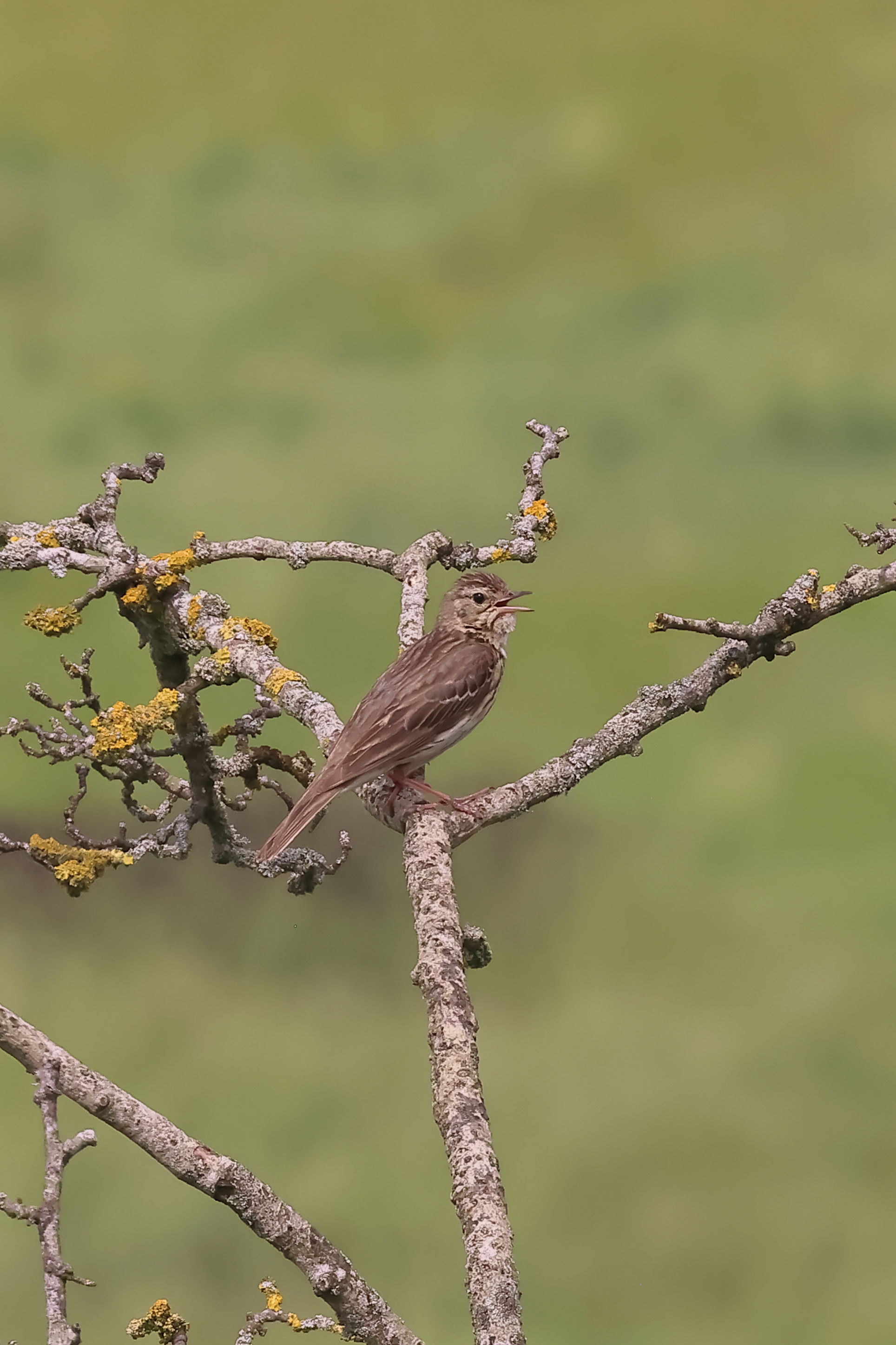 Tree Pipit