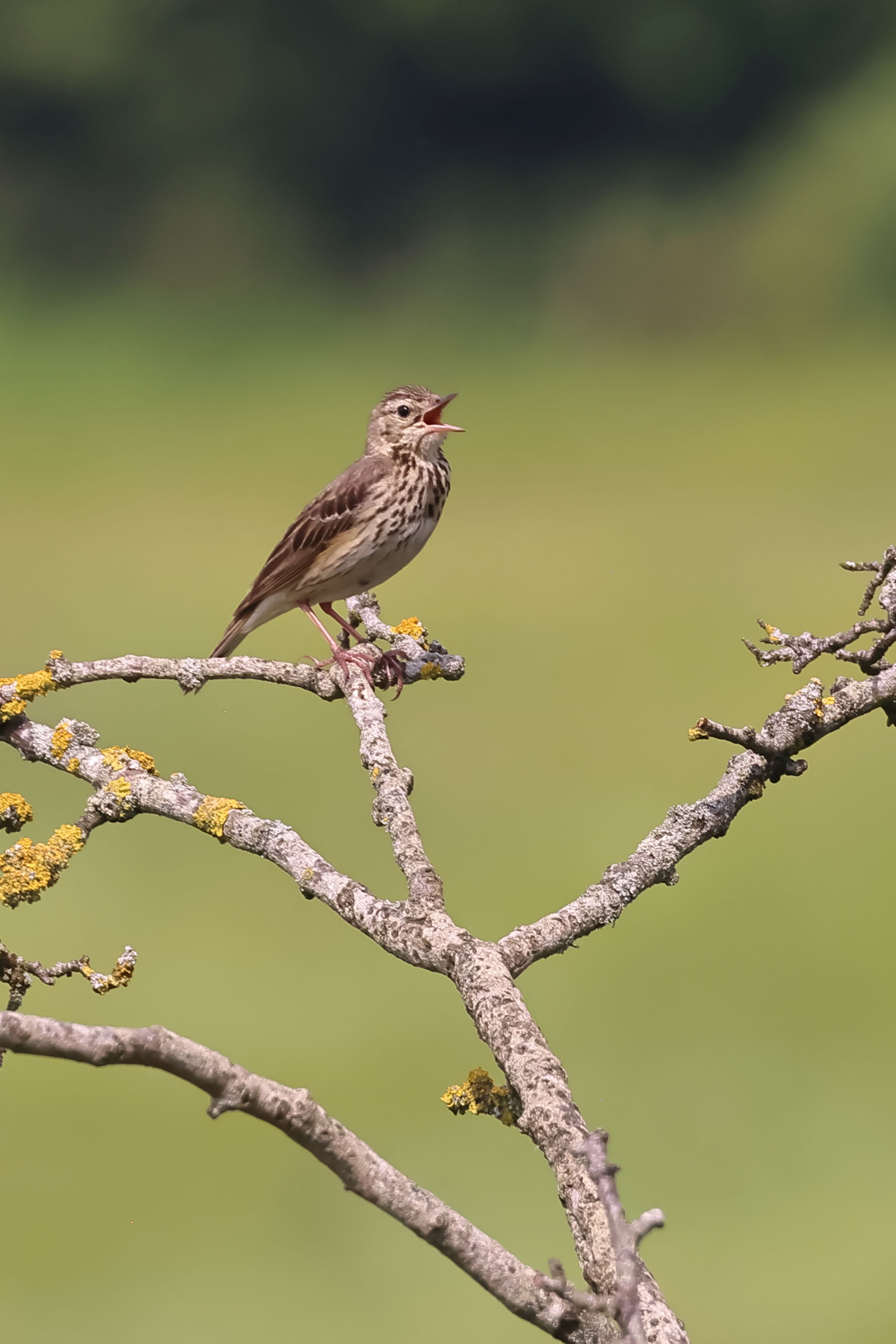 Tree Pipit