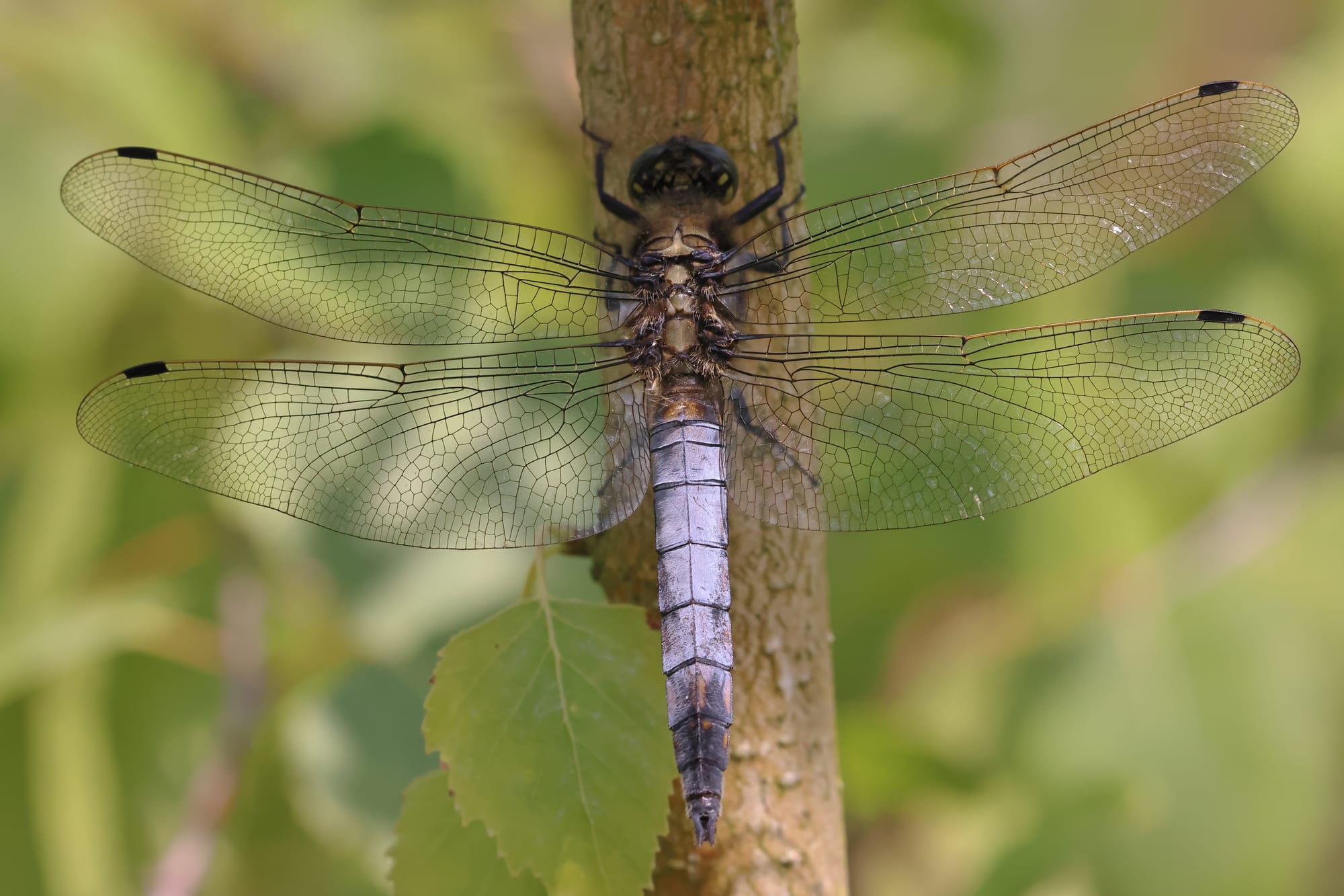 Black-tailed Skimmer