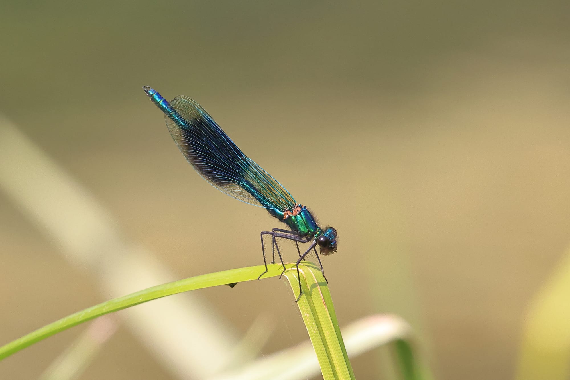 Banded Demoiselle