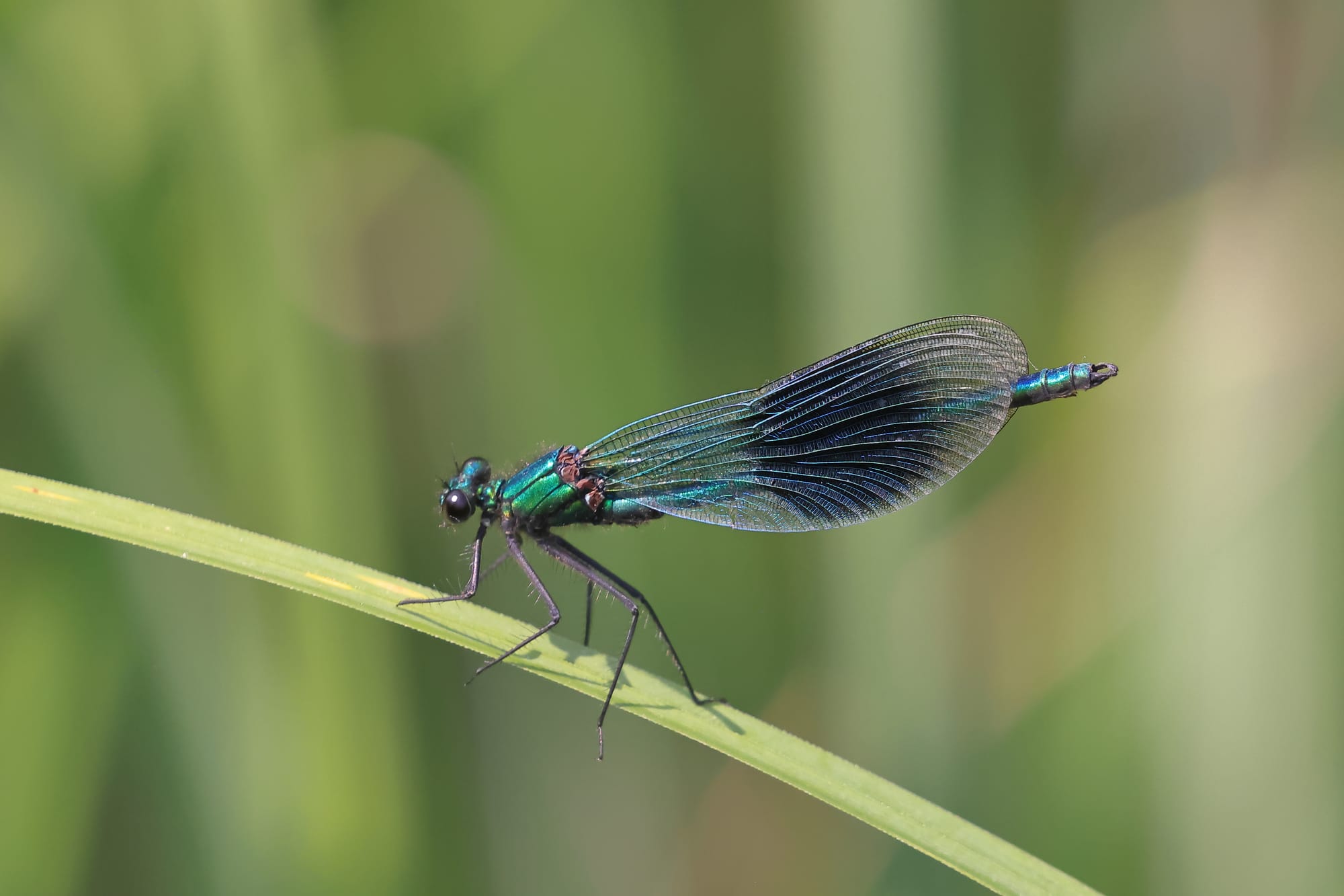 Banded Demoiselle