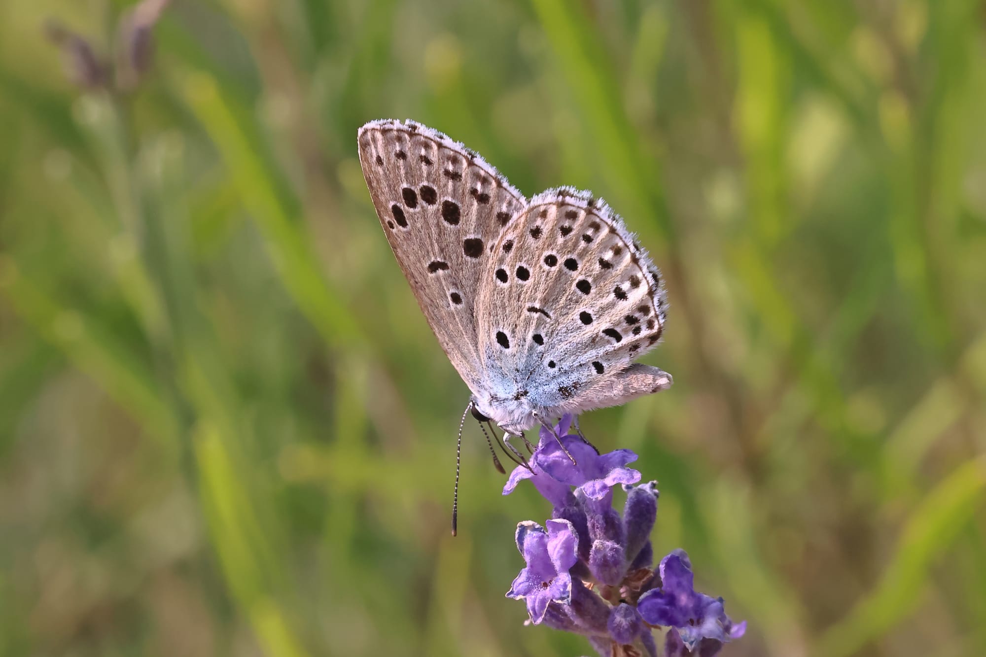 Large Blue