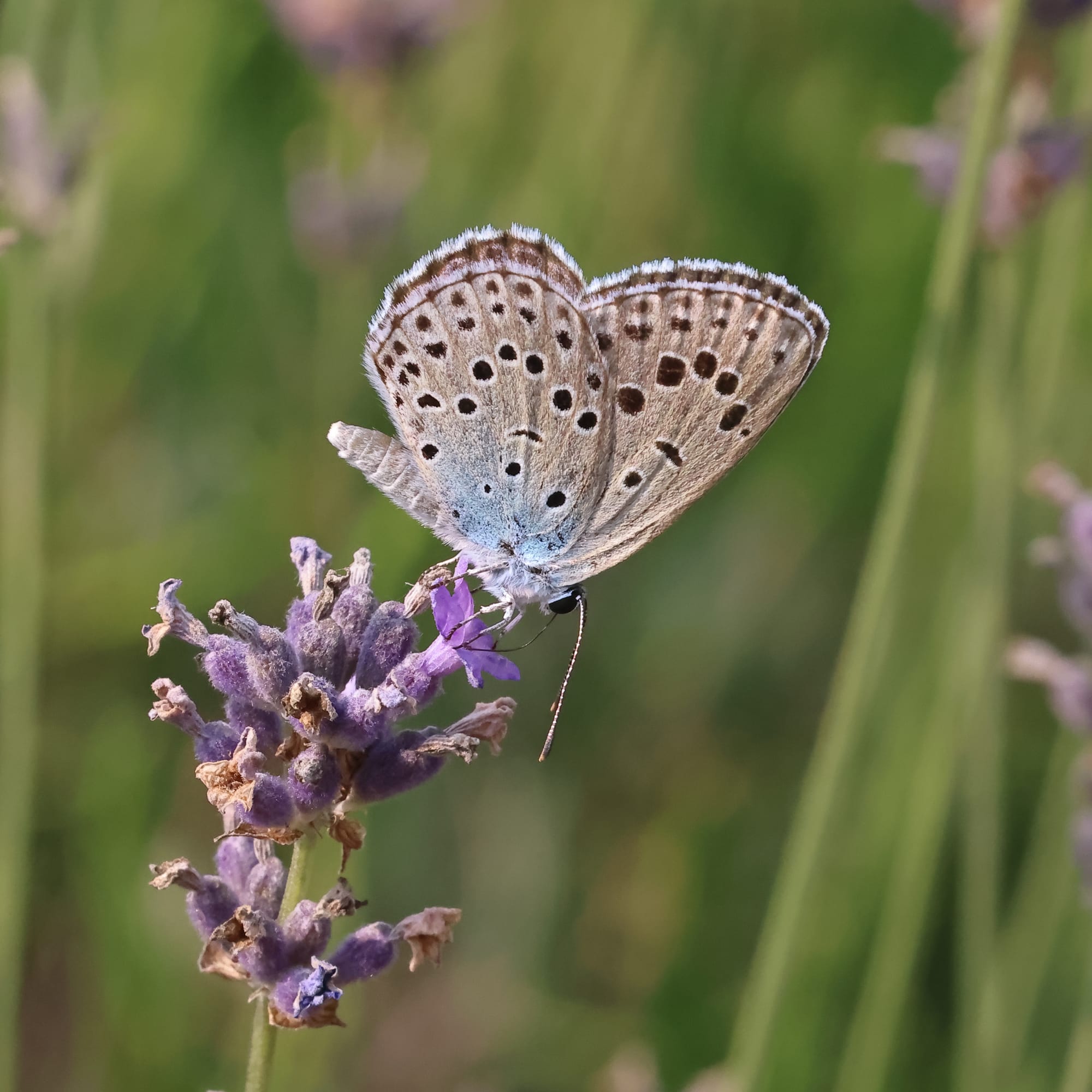 Large Blue