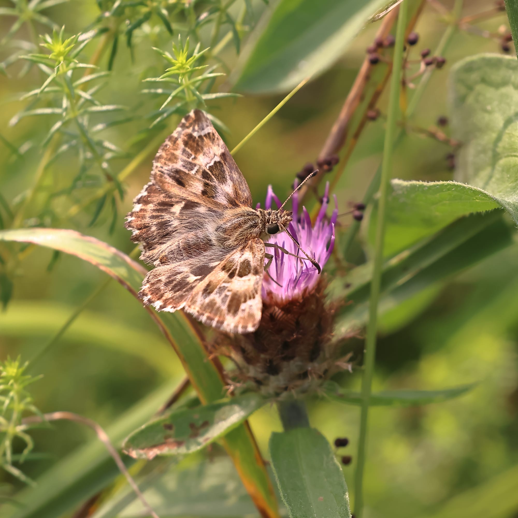 Mallow Skipper