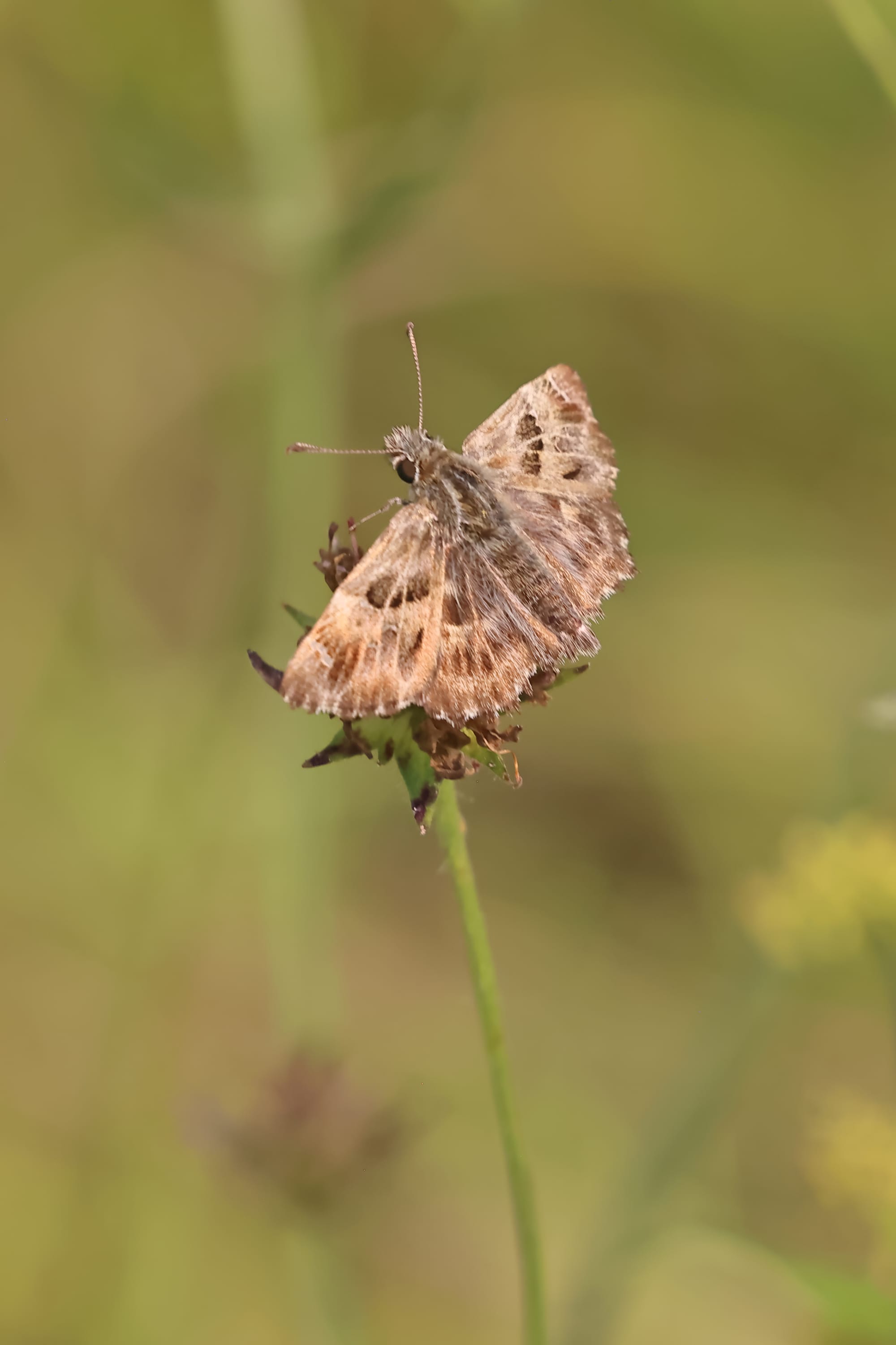 Mallow Skipper