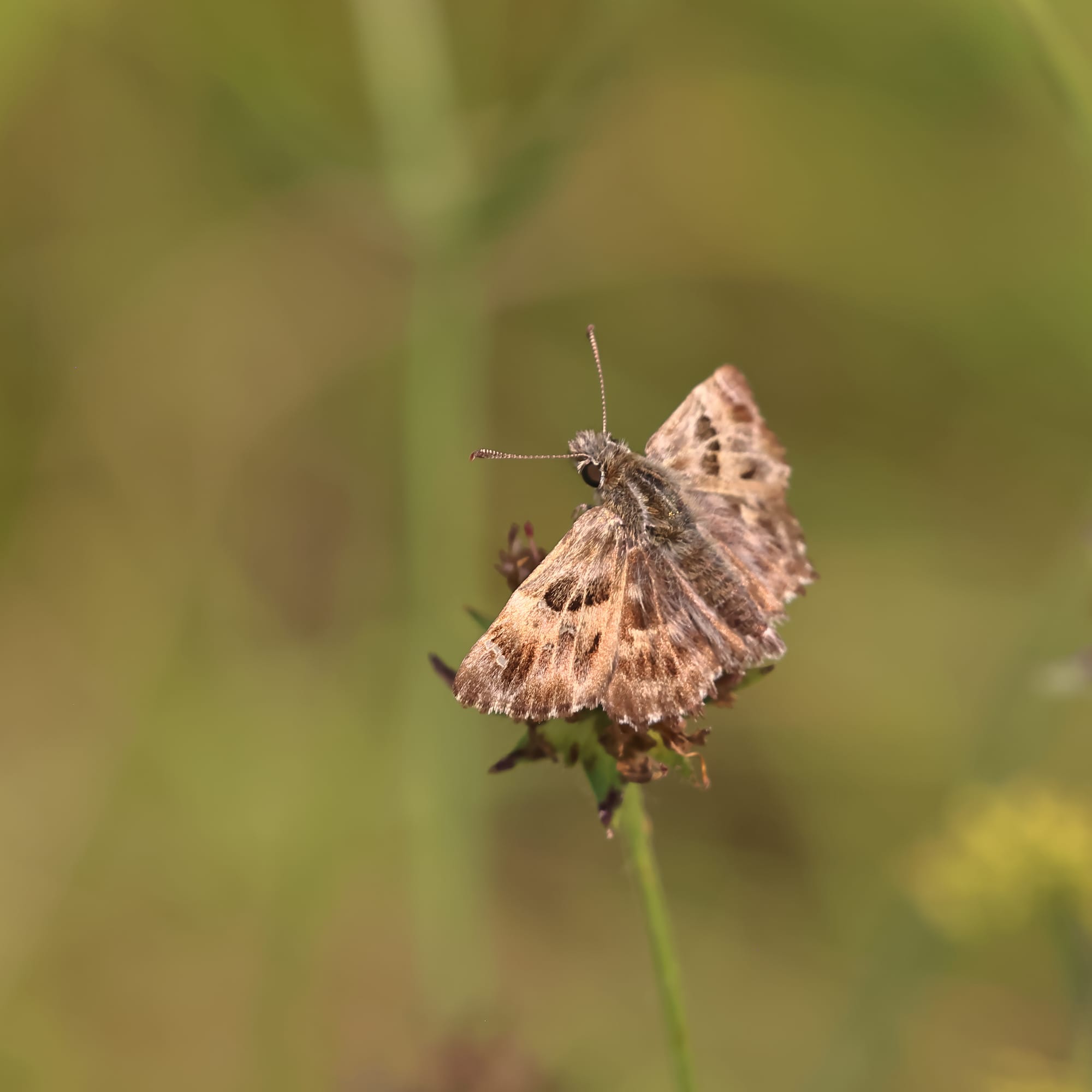 Mallow Skipper