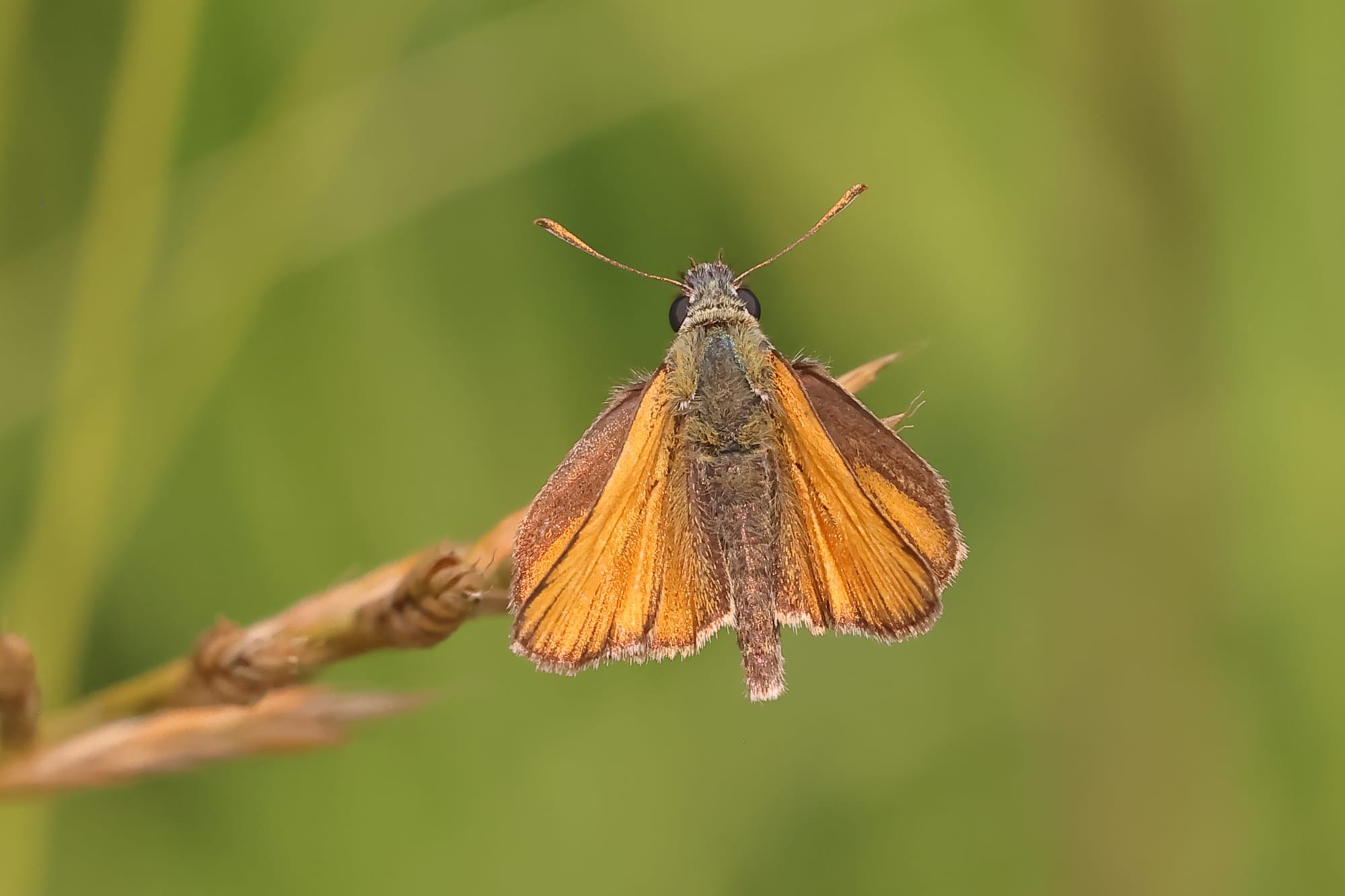 Small Skipper