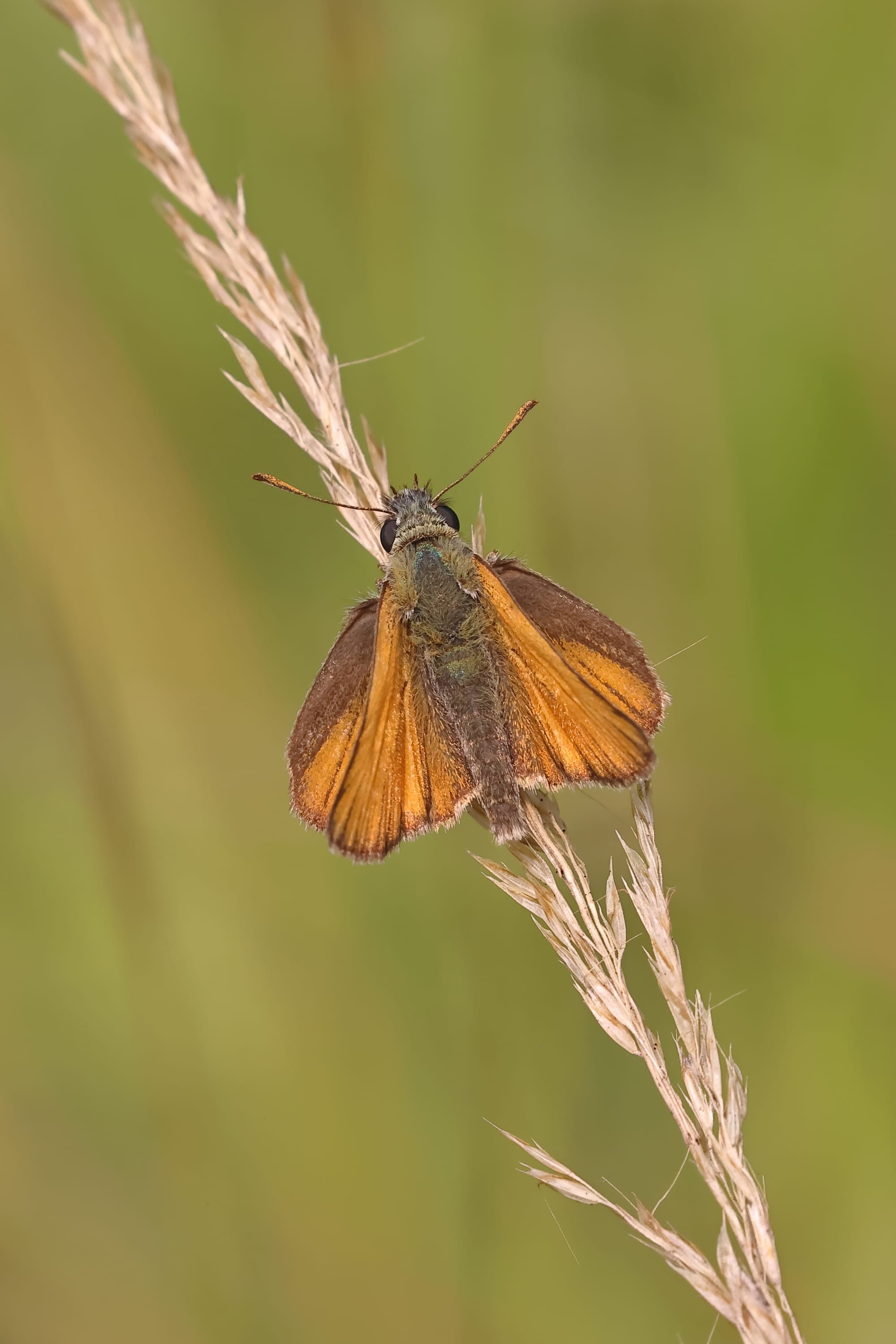 Small Skipper